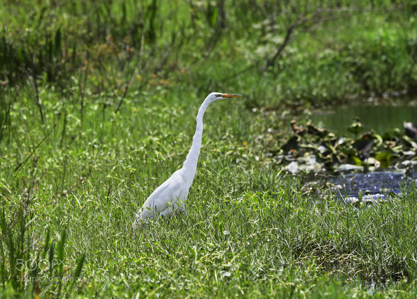 Canon EOS-1D X Mark II sample photo. 05-16-18-0017933.jpg photography