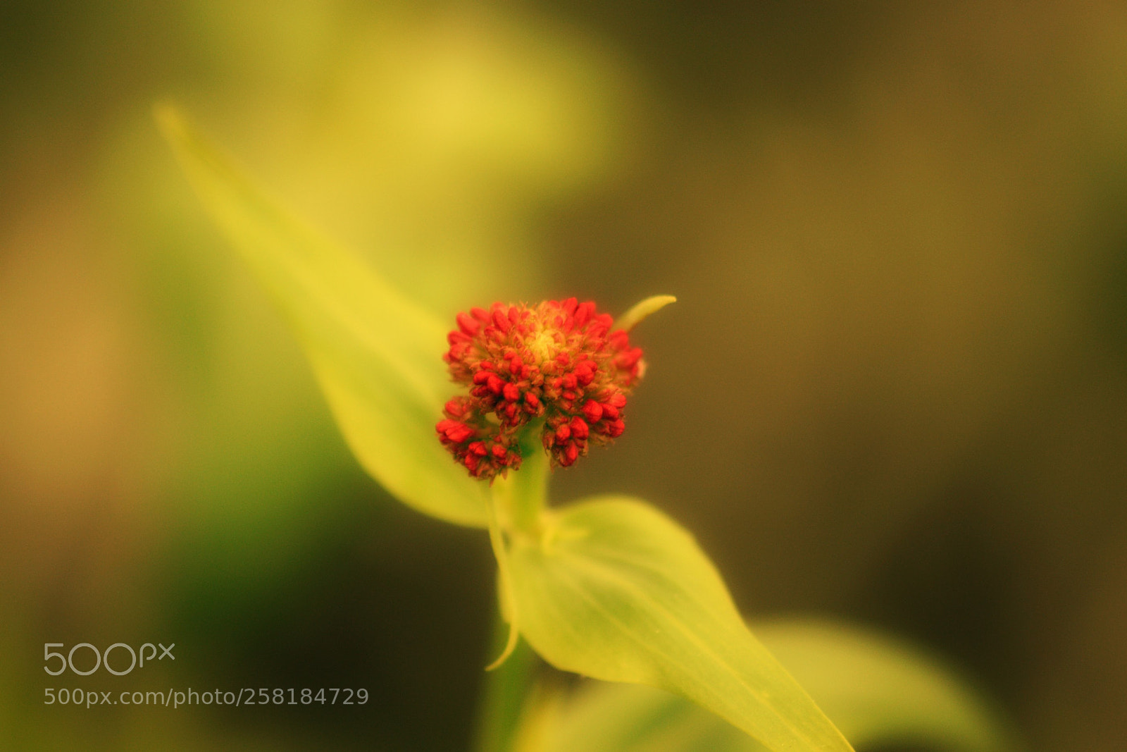 Nikon D3300 sample photo. The color of life photography