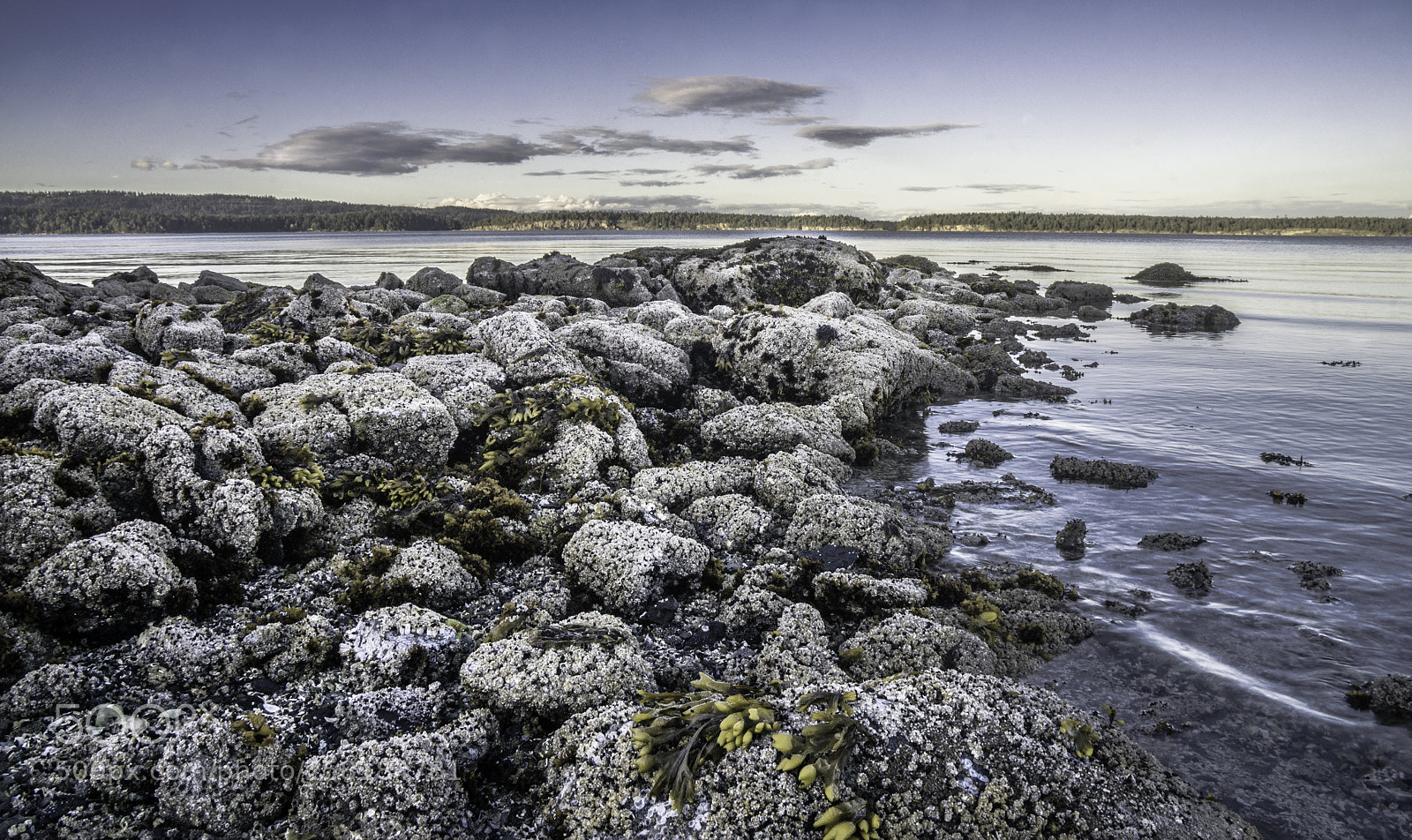 Sony a7R sample photo. Barnacles photography