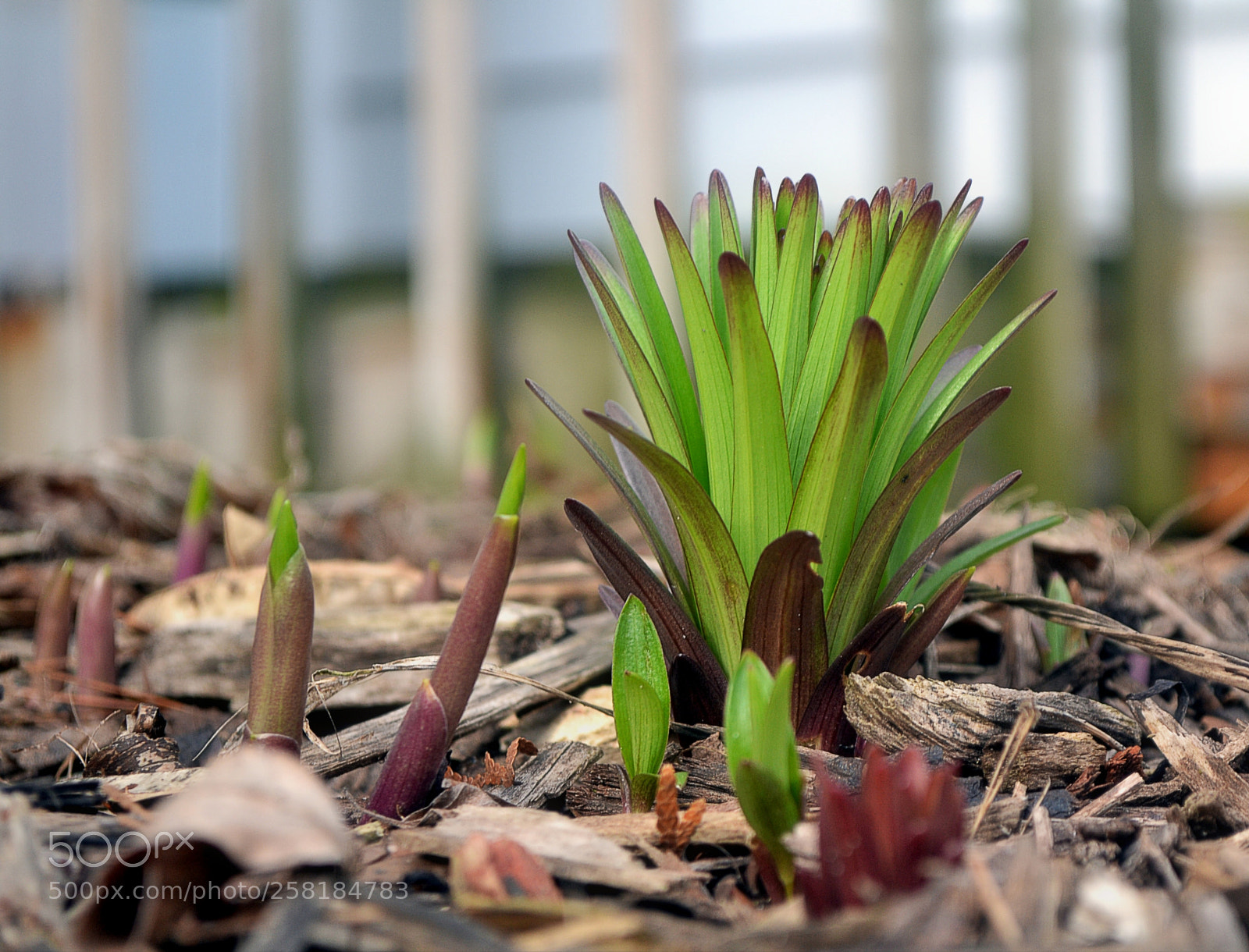 Nikon D3100 sample photo. Plants starting to grow photography