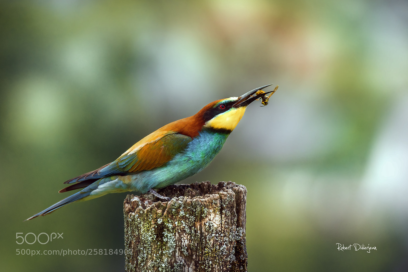 Nikon D810 sample photo. Bee eater photography