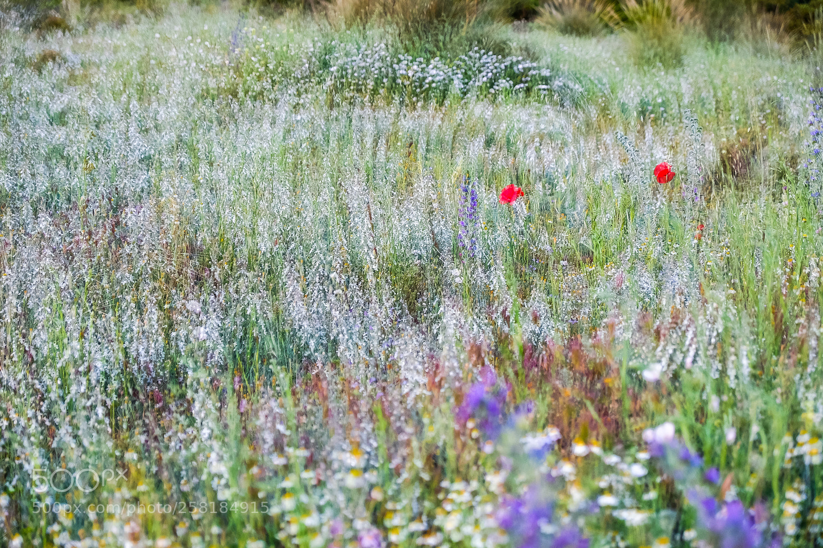 Fujifilm X-T1 sample photo. Primavera photography