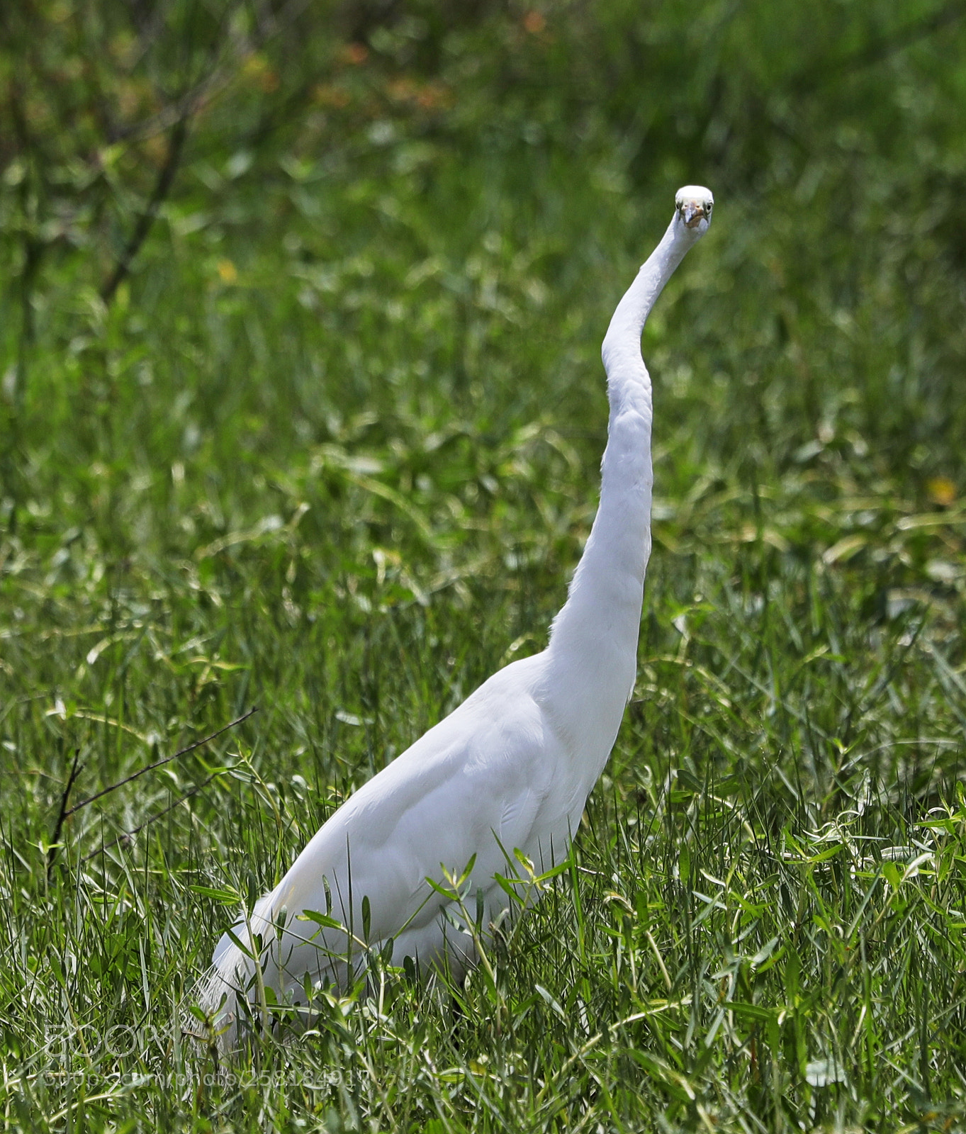 Canon EOS-1D X Mark II sample photo. 05-16-18-0017932.jpg photography