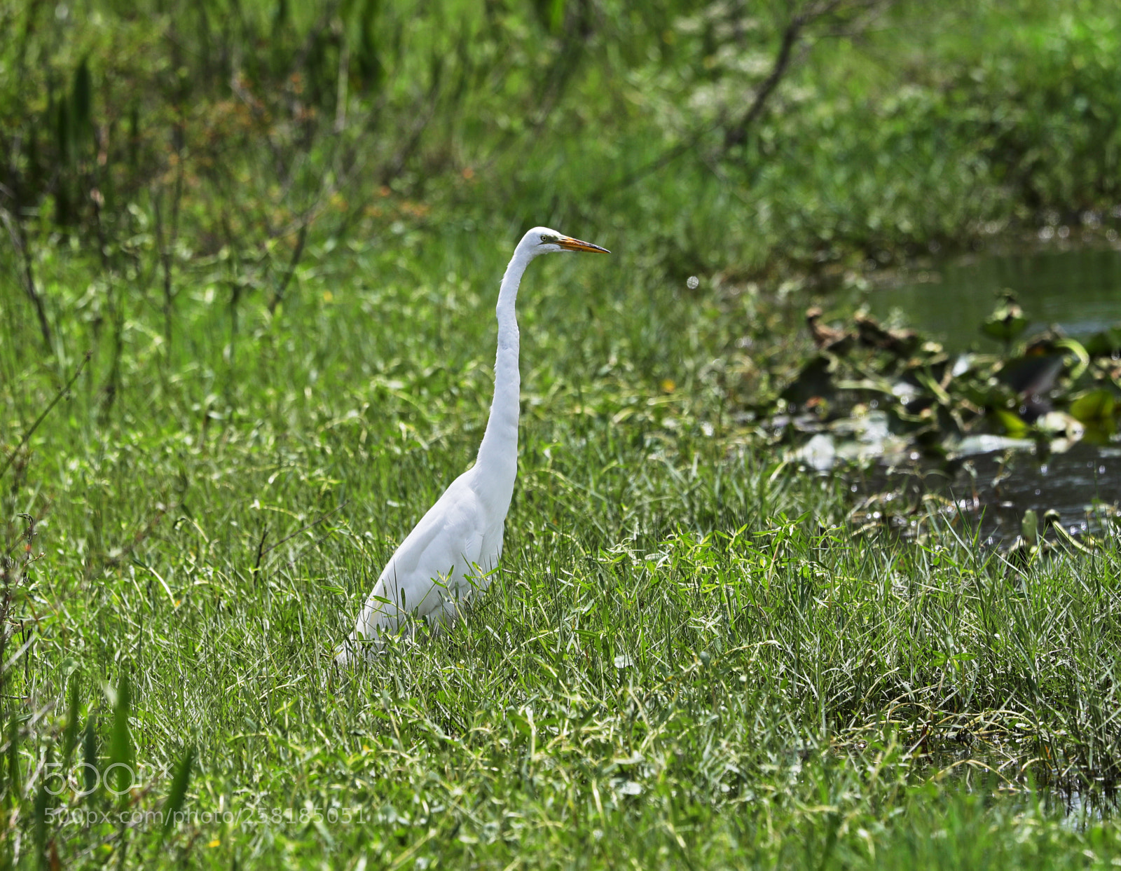 Canon EOS-1D X Mark II sample photo. 05-16-18-0017931.jpg photography