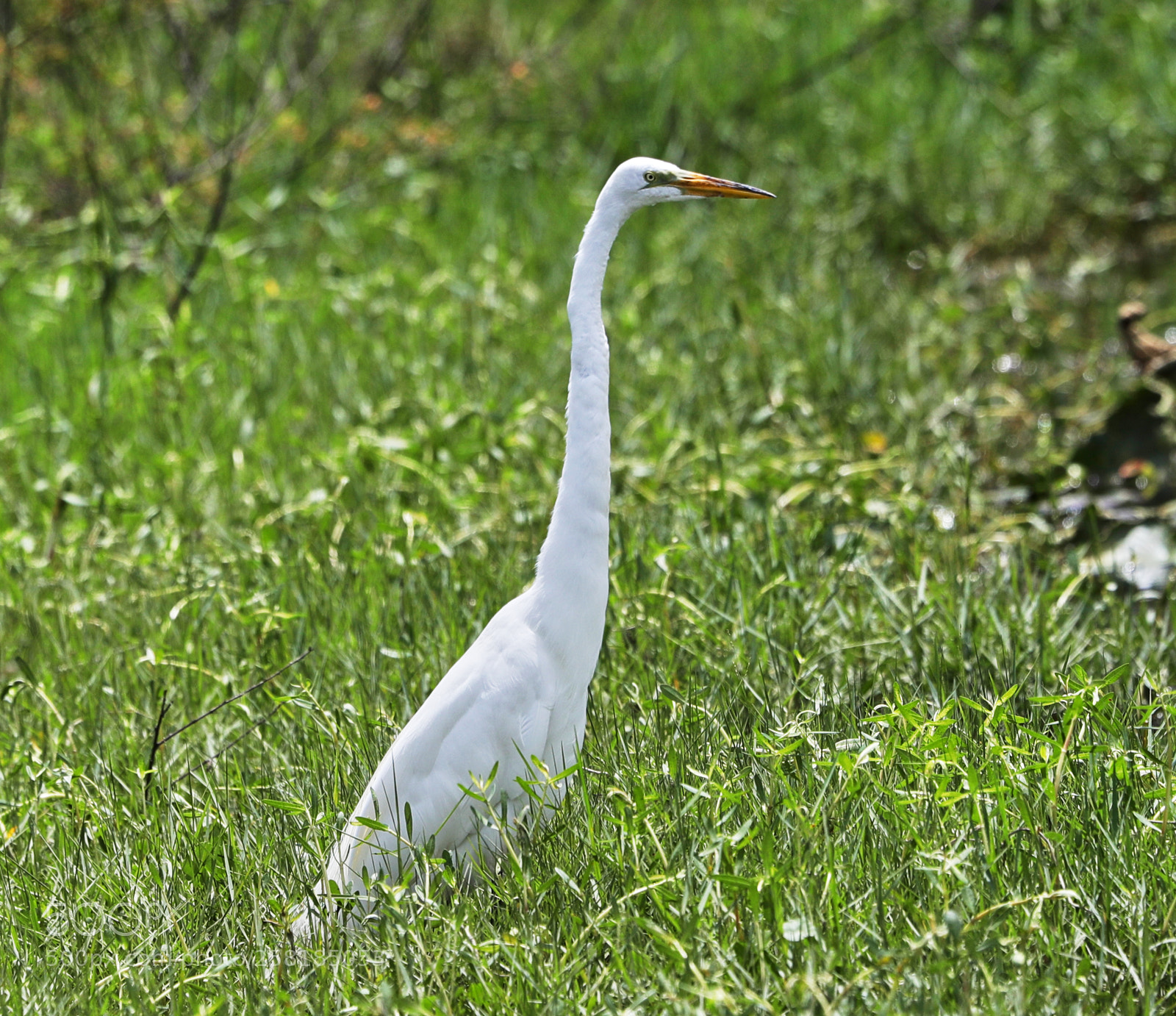 Canon EOS-1D X Mark II sample photo. 05-16-18-0017930.jpg photography