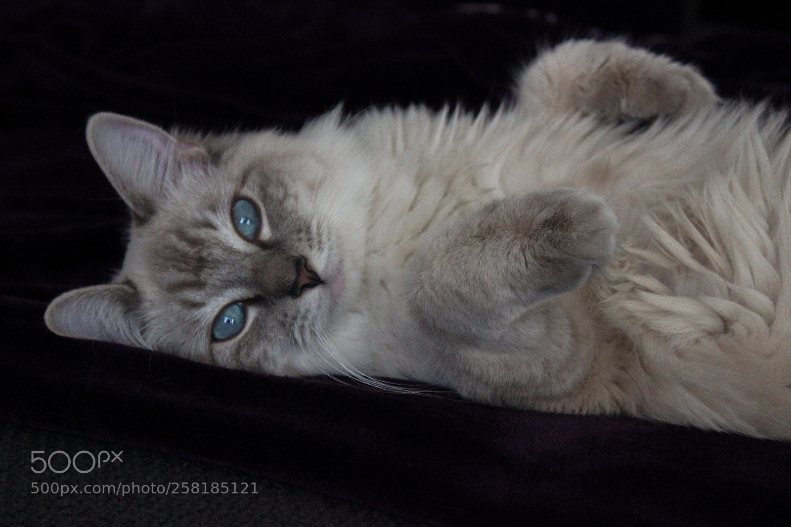 Canon EOS 1200D (EOS Rebel T5 / EOS Kiss X70 / EOS Hi) sample photo. Seductive kitty photography