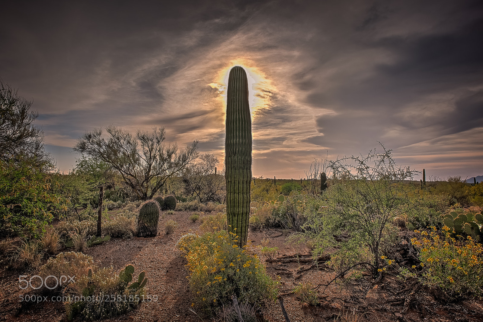 Nikon D750 sample photo. Desert cactus photography