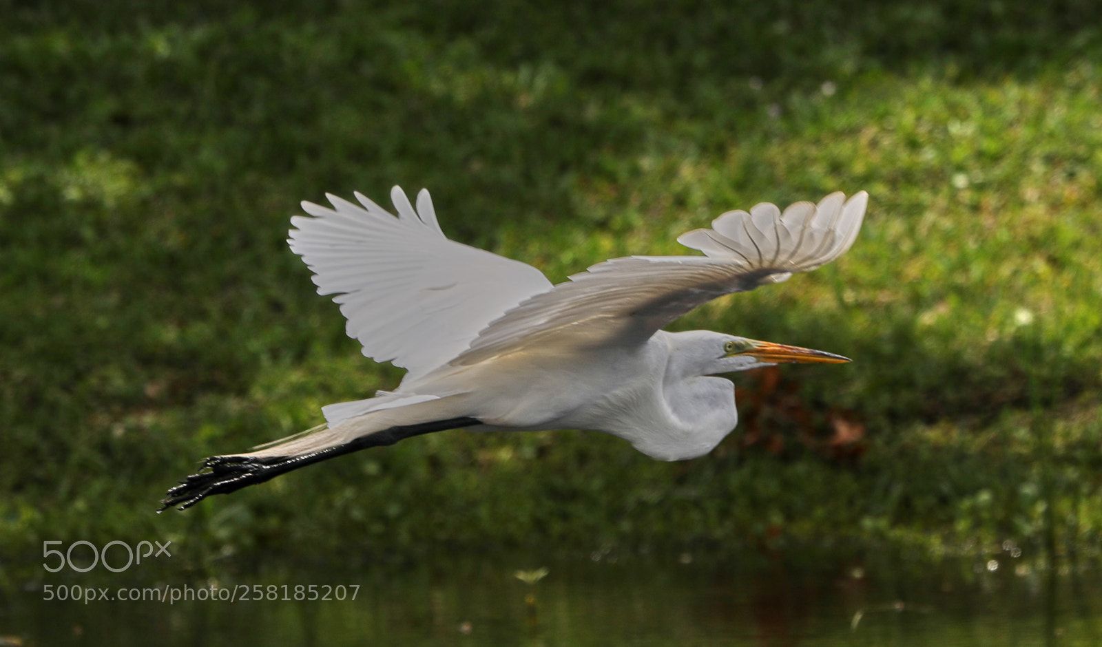 Canon EOS-1D X Mark II sample photo. 05-16-18-0017929.jpg photography