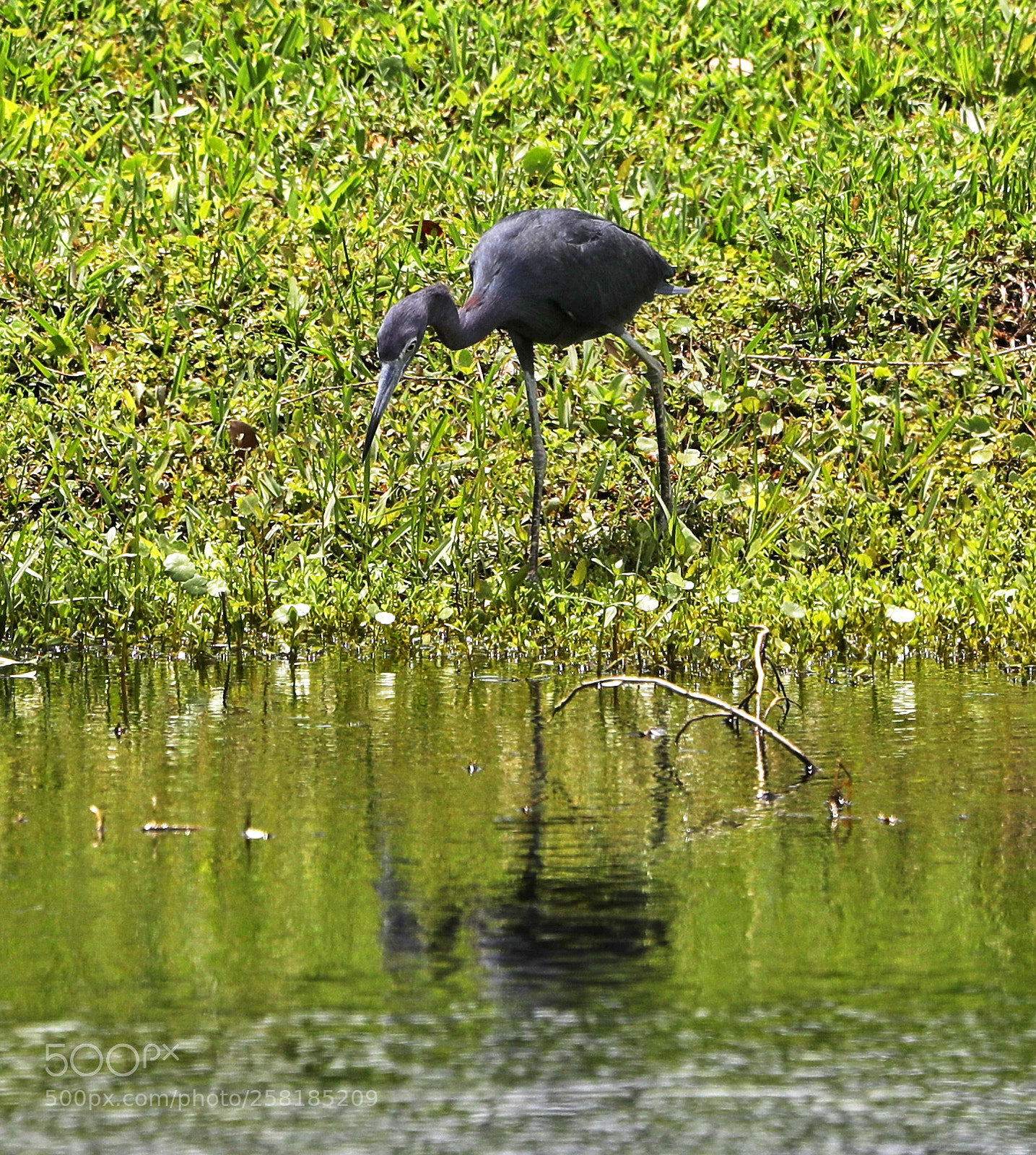 Canon EOS-1D X Mark II sample photo. 05-16-18-0017928.jpg photography