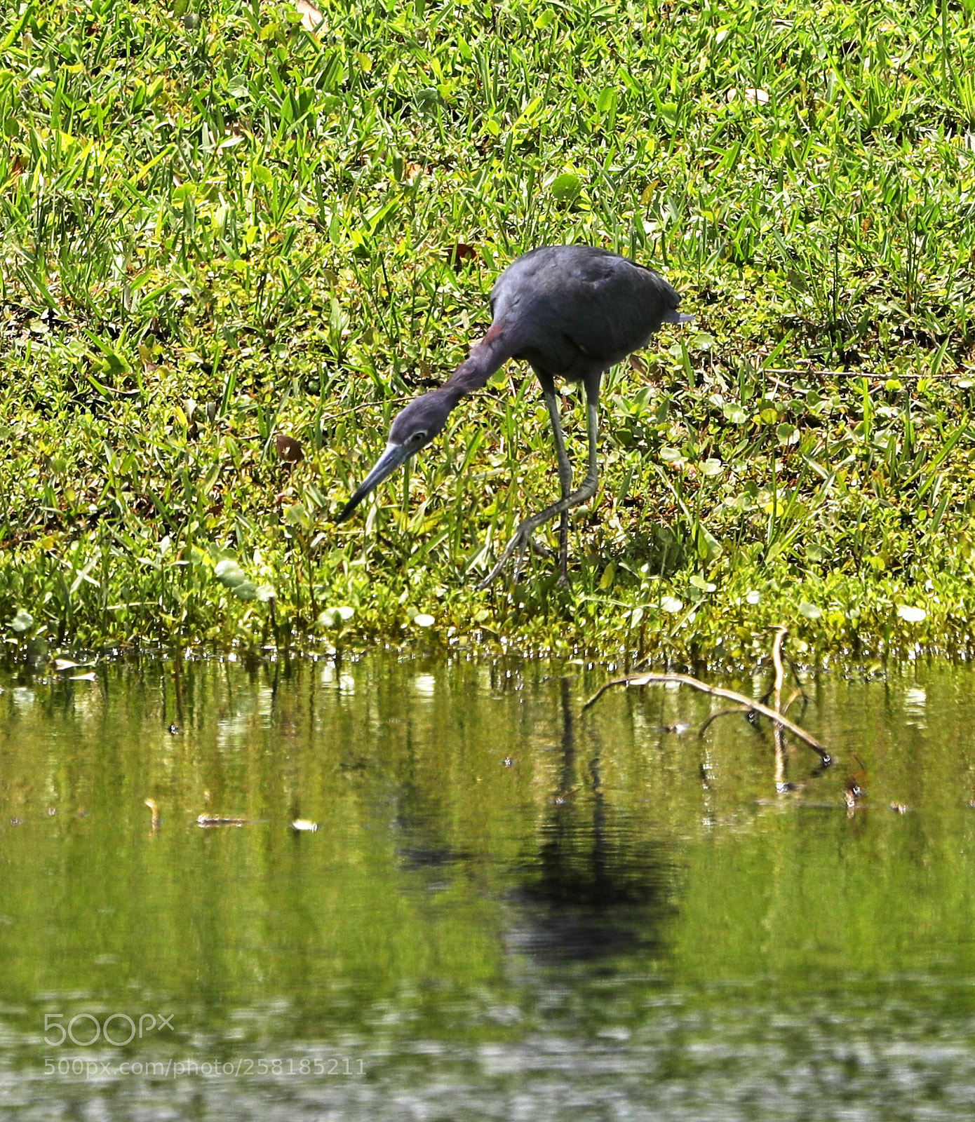 Canon EOS-1D X Mark II sample photo. 05-16-18-0017927.jpg photography