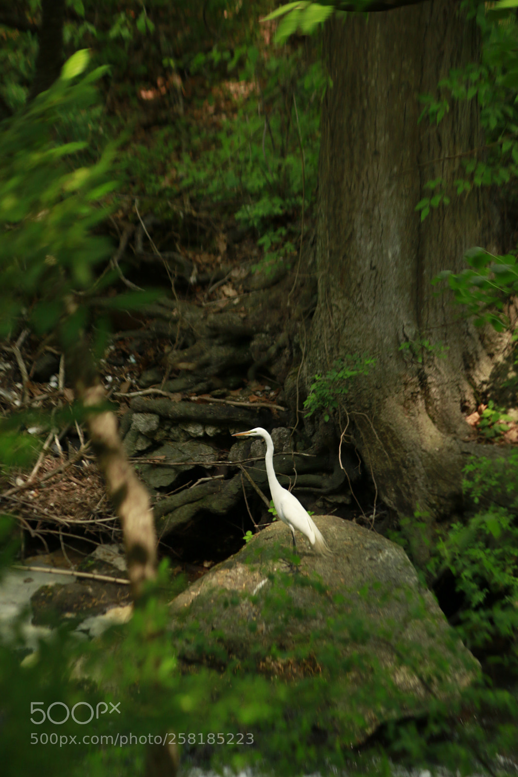 Canon EOS 70D sample photo. Bird watching photography