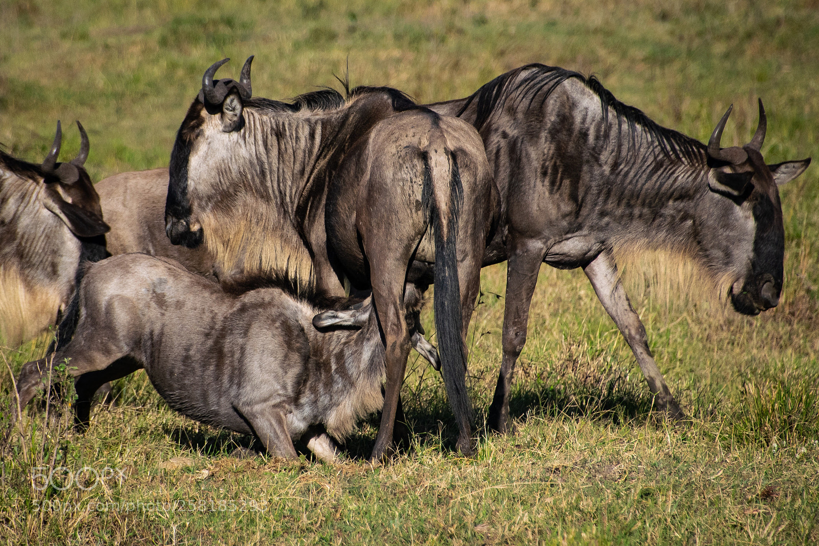 Nikon D5300 sample photo. Feeding time photography