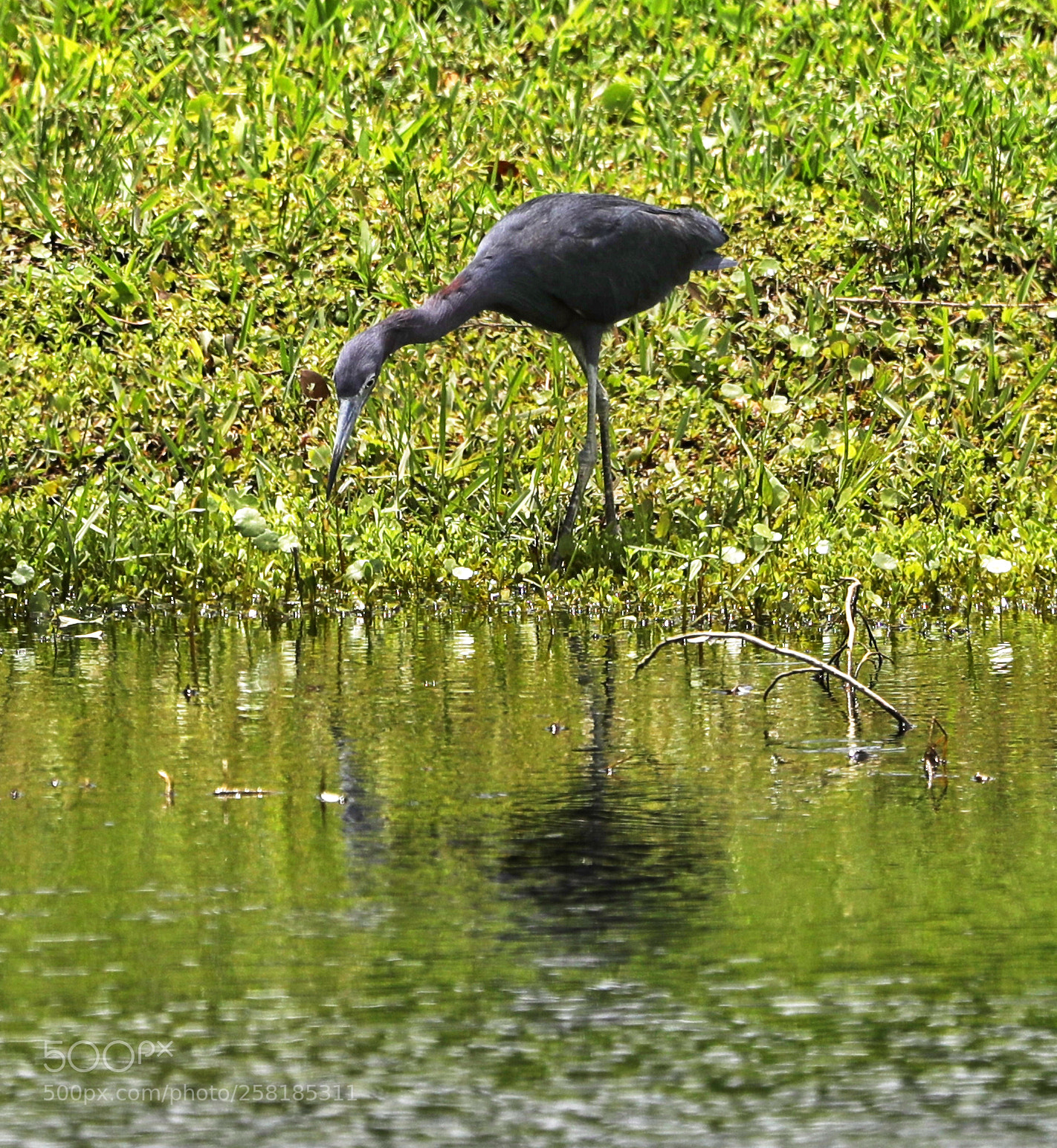 Canon EOS-1D X Mark II sample photo. 05-16-18-0017925.jpg photography