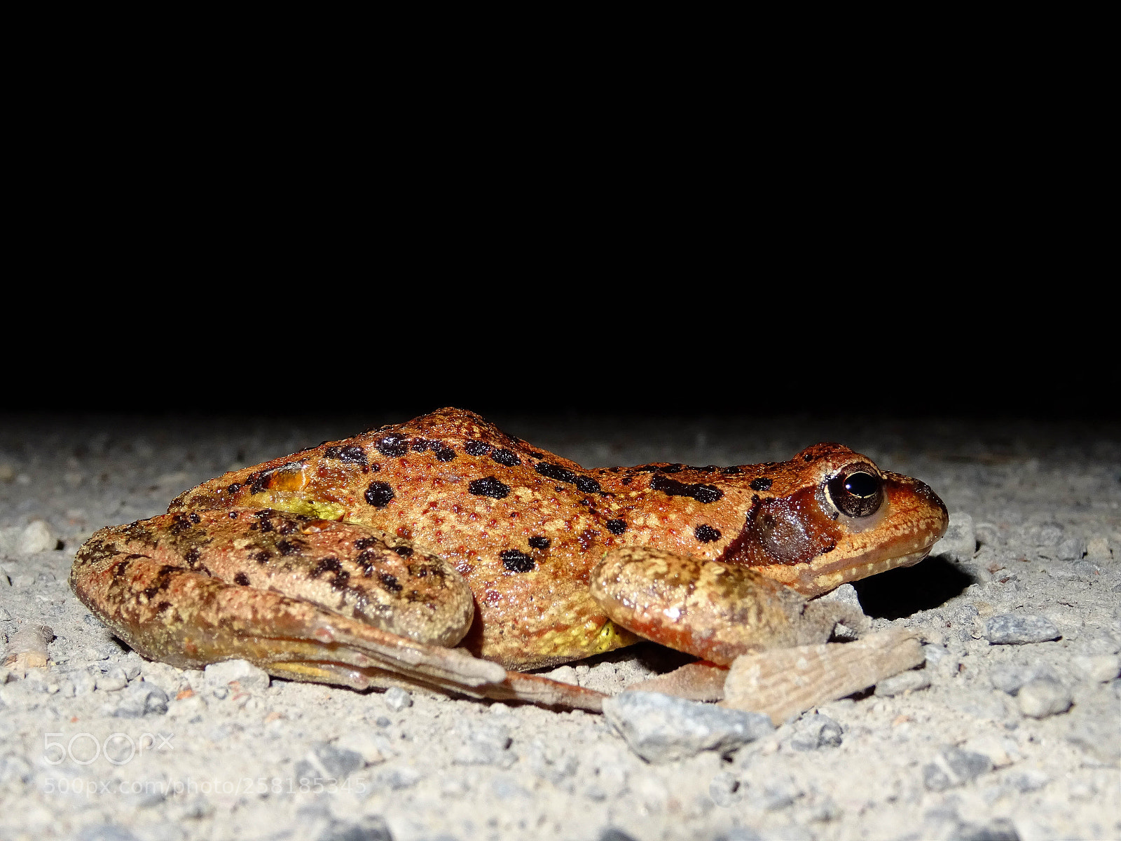 Sony DSC-HX60V sample photo. Toad / kröte photography