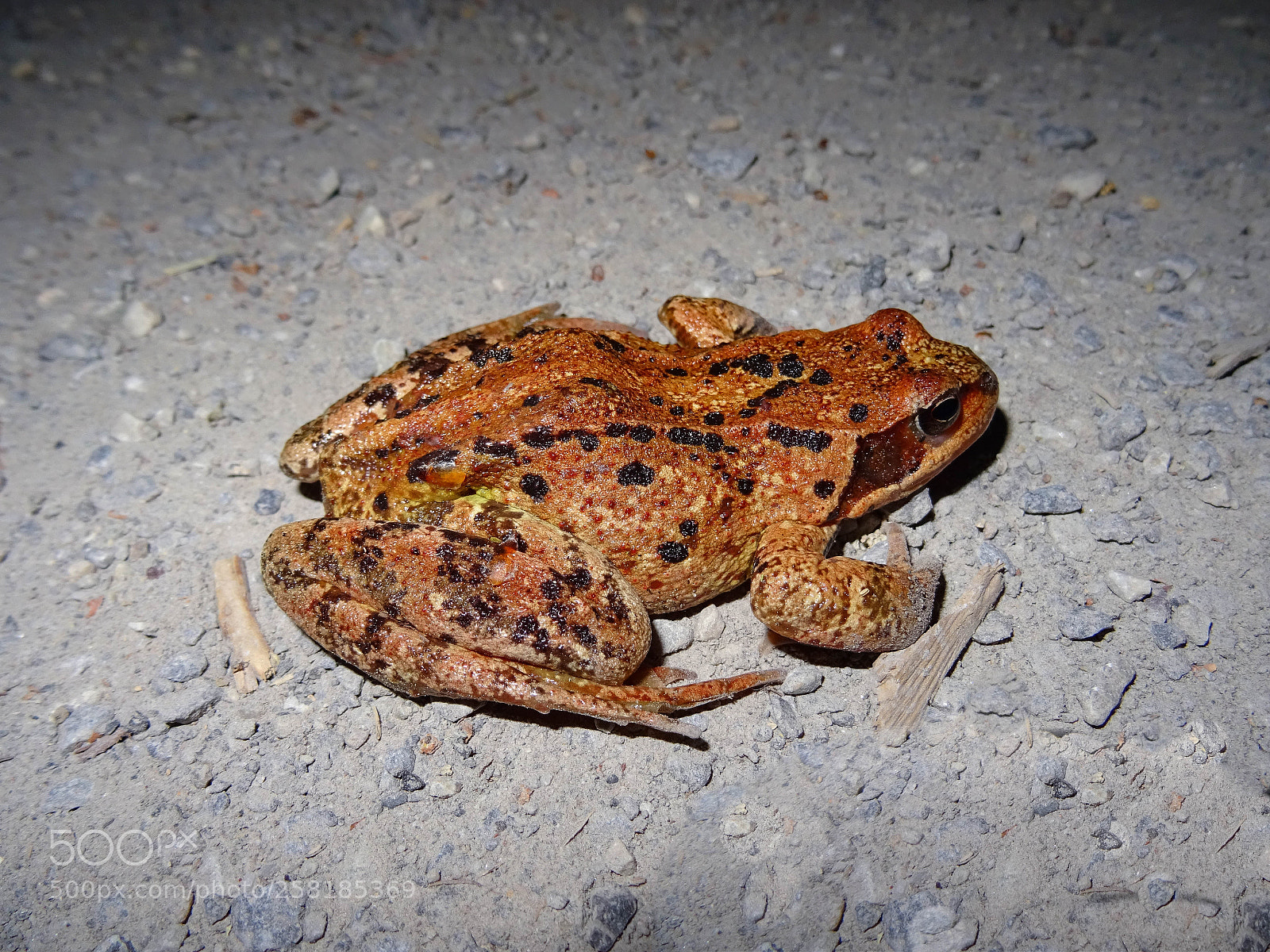 Sony DSC-HX60V sample photo. Toad / kröte photography