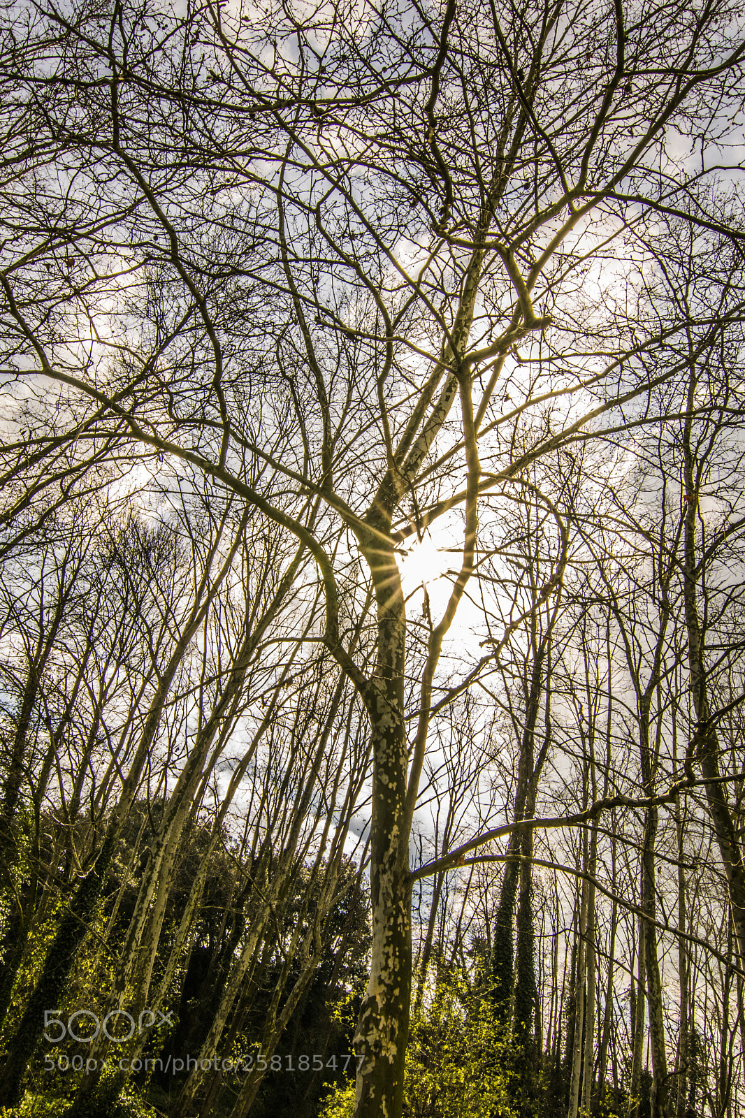 Nikon D5300 sample photo. Tree photography