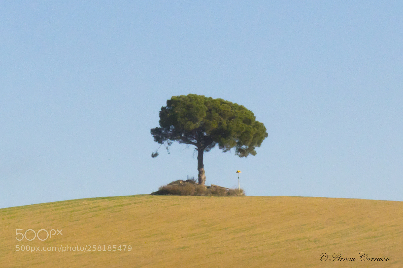 Nikon D5300 sample photo. Tree photography