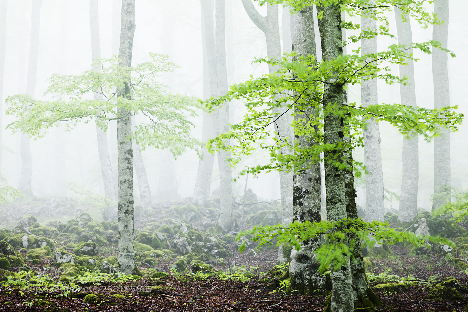Canon EOS 5D Mark IV sample photo. Reborn forest photography