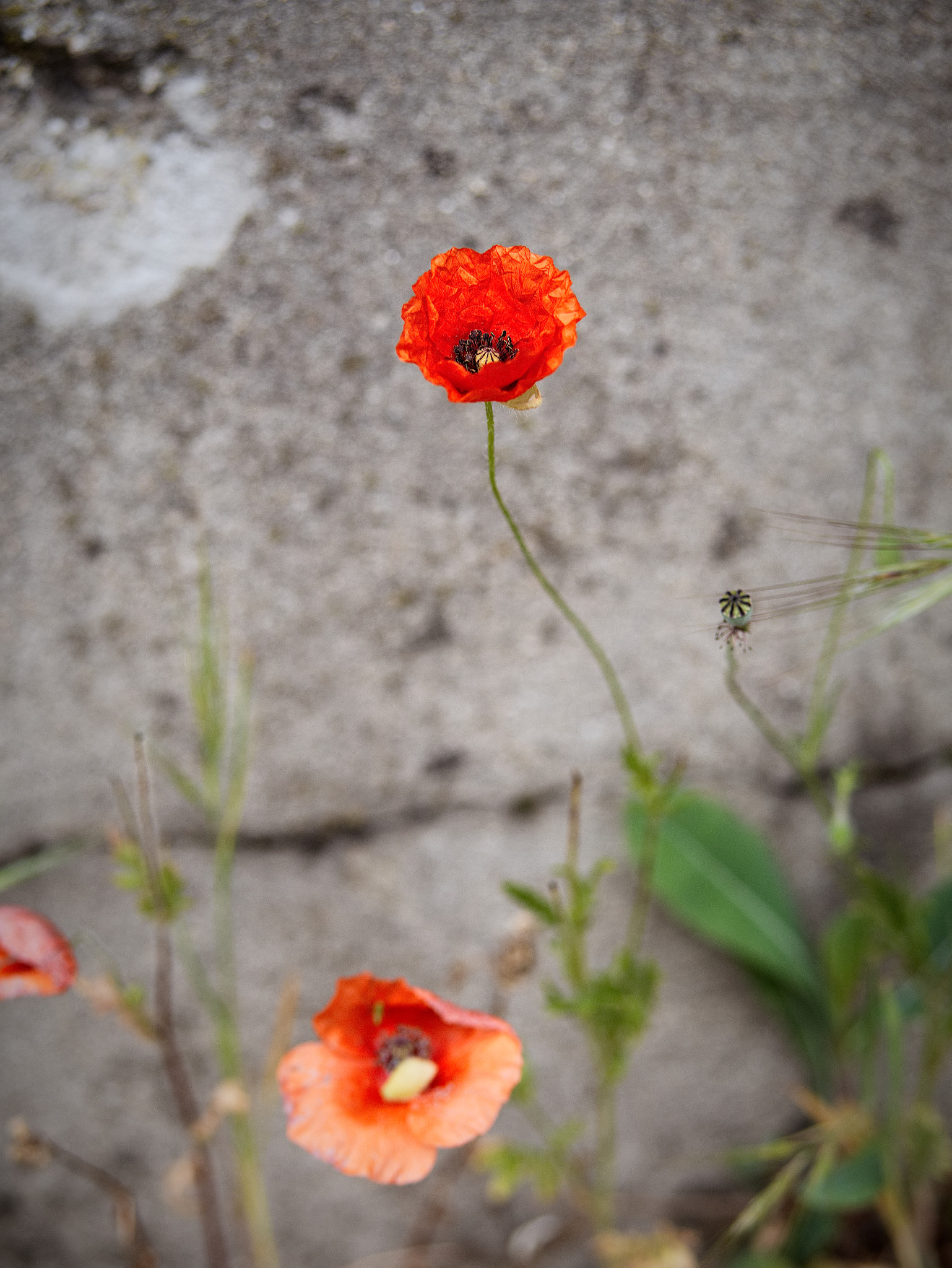 Panasonic Lumix DC-GX9 sample photo. Le printemps dans la ville photography