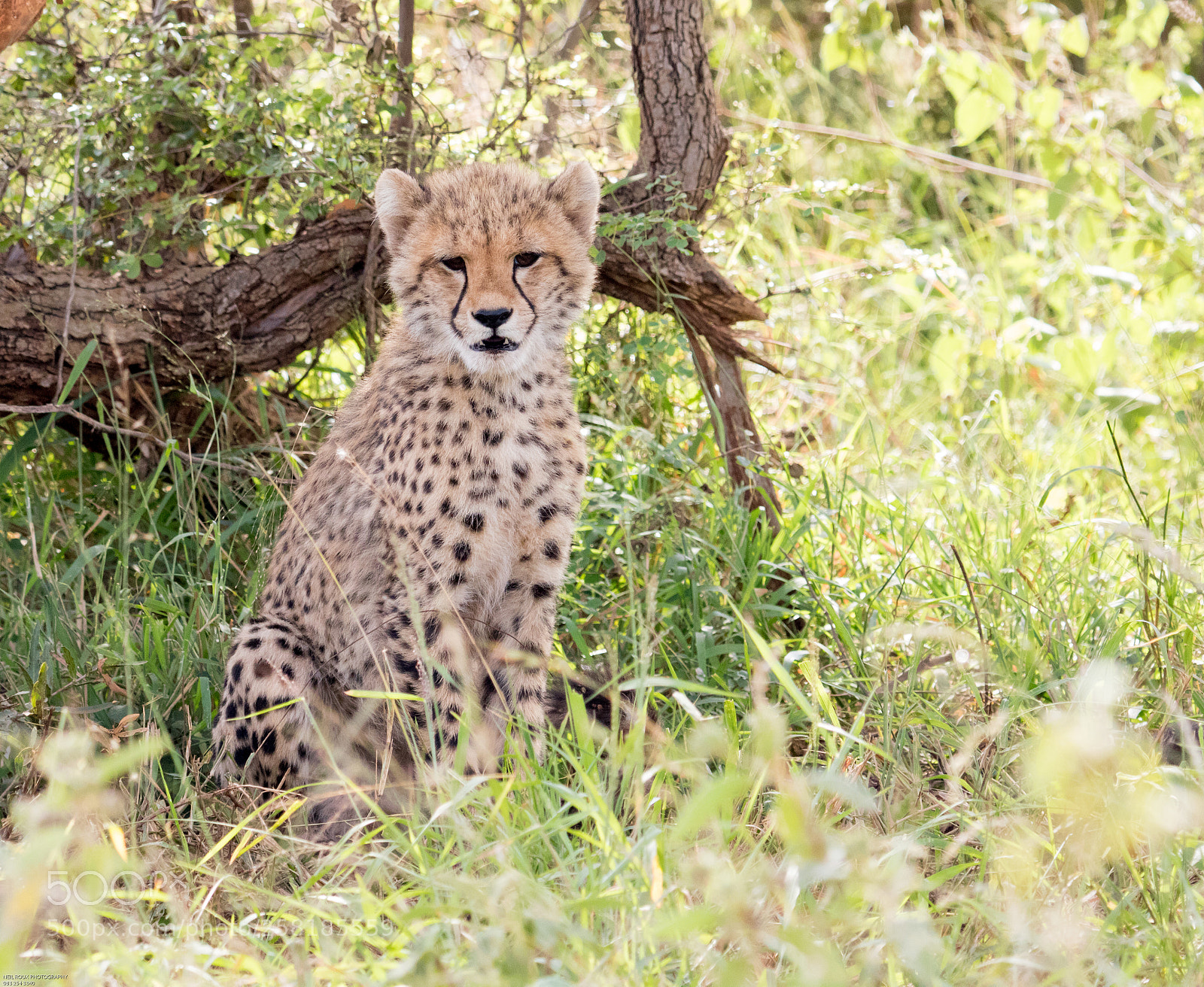 Canon EOS 760D (EOS Rebel T6s / EOS 8000D) sample photo. Cheetah cub photography