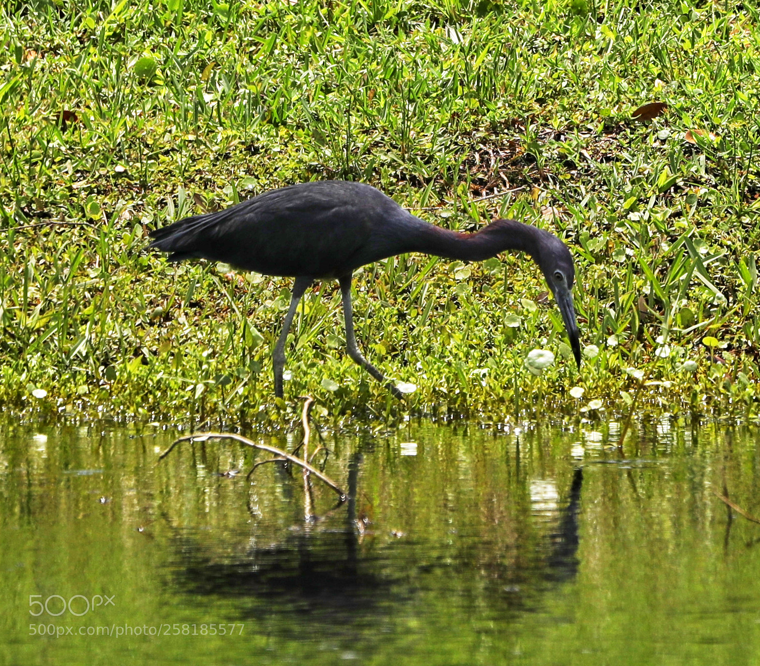 Canon EOS-1D X Mark II sample photo. 05-16-18-0017921.jpg photography