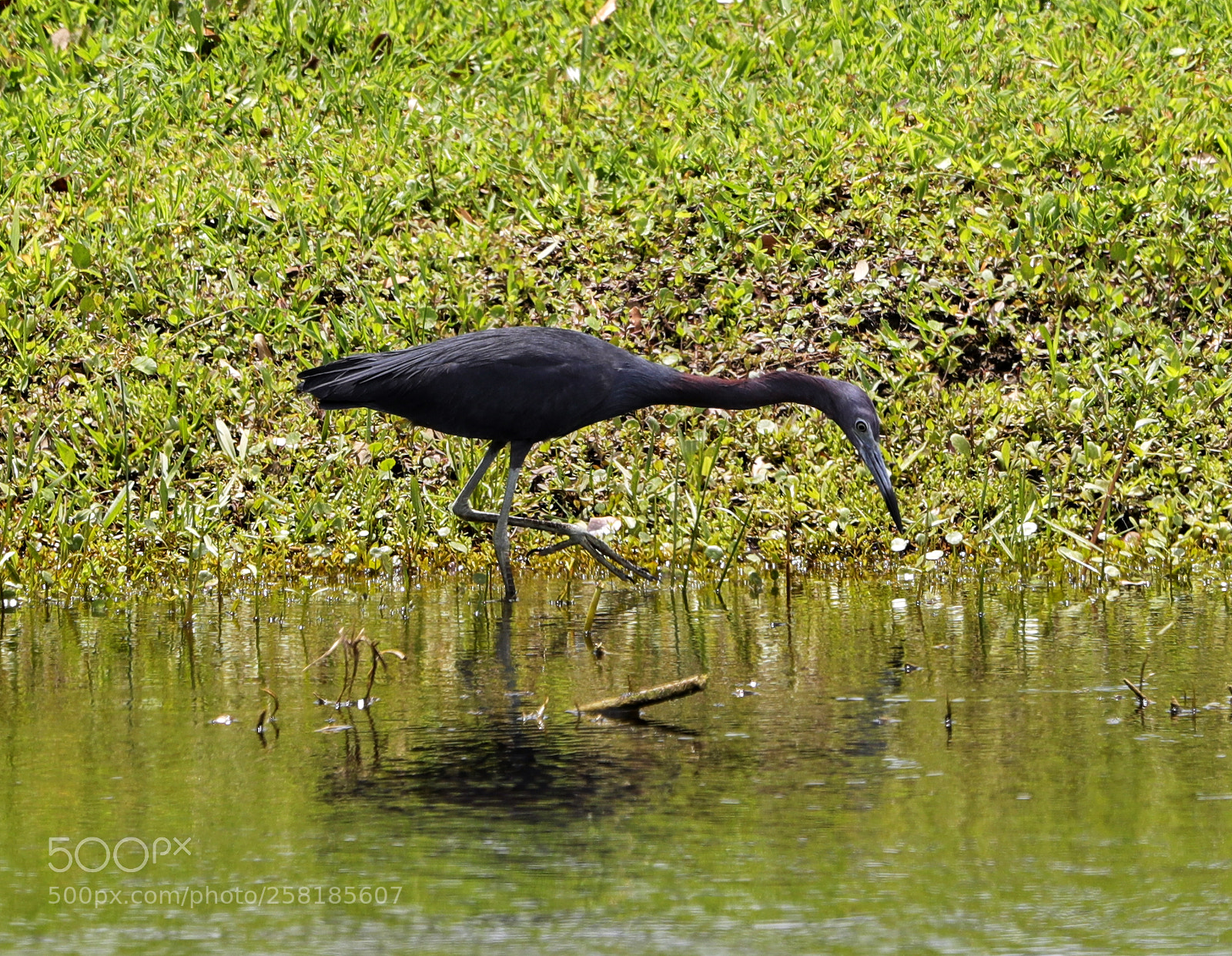 Canon EOS-1D X Mark II sample photo. 05-16-18-0017917.jpg photography