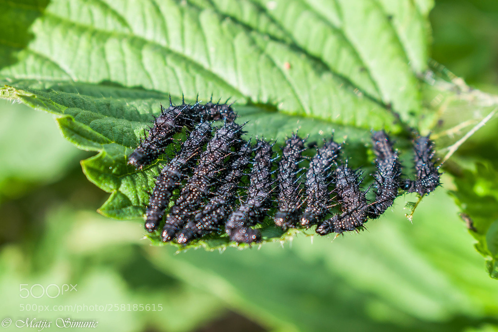 Nikon D5300 sample photo. Caterpilar meeting photography