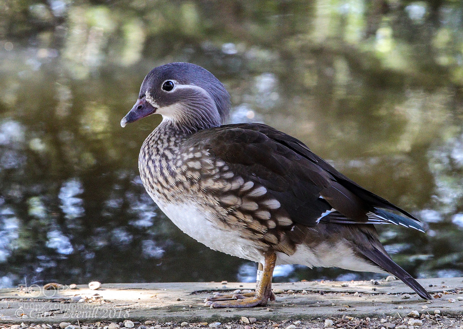 Canon EOS 77D (EOS 9000D / EOS 770D) sample photo. Female mandarin duck photography