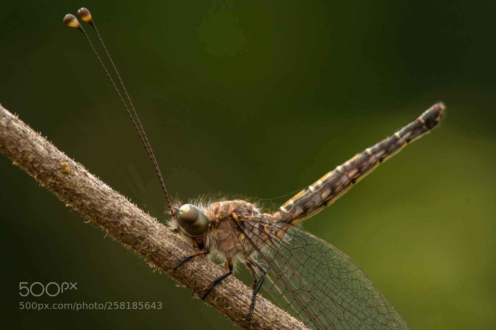 Nikon D5200 sample photo. Owlfly.. photography