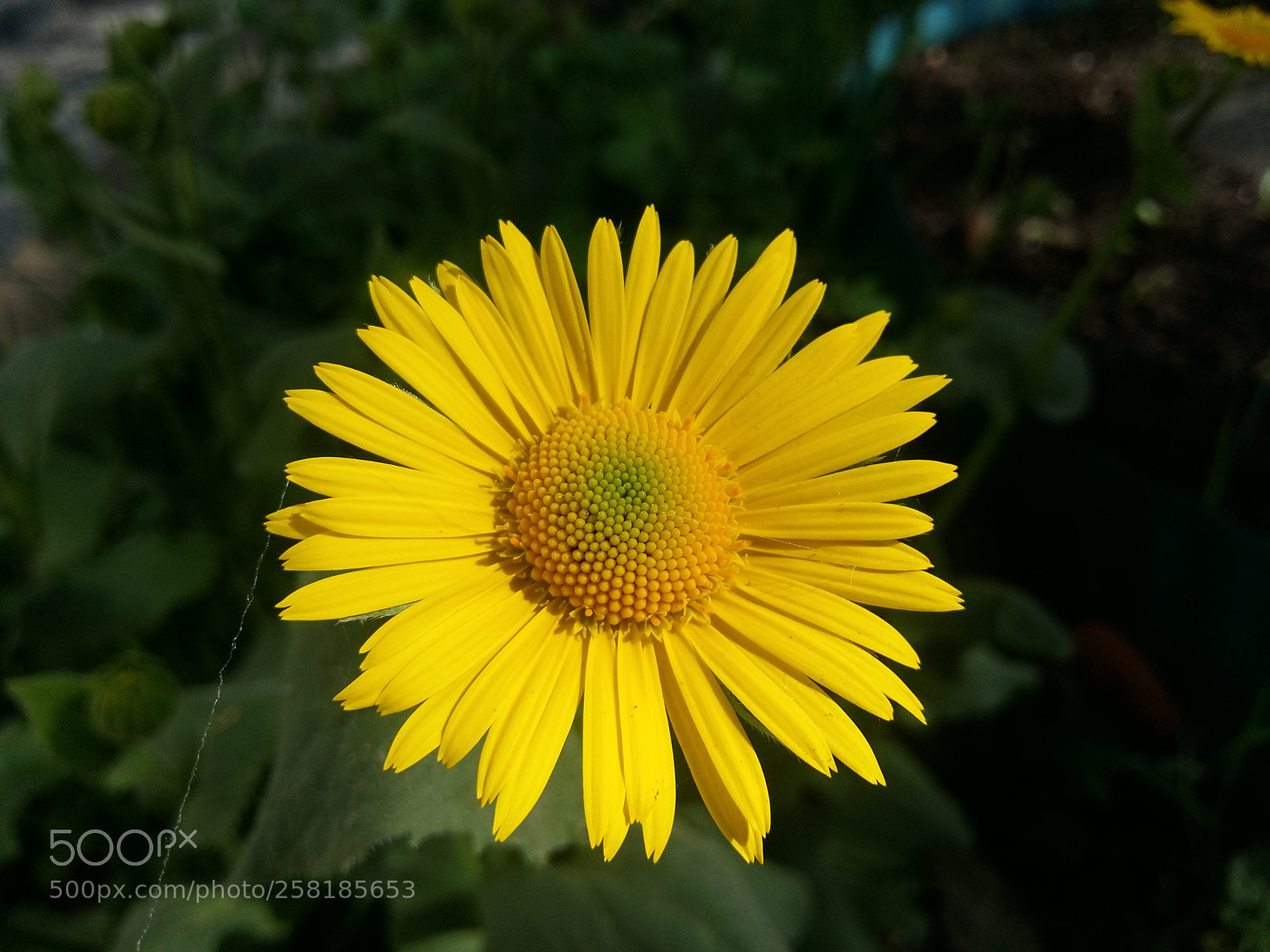 Samsung Galaxy A5 sample photo. Untitled photography
