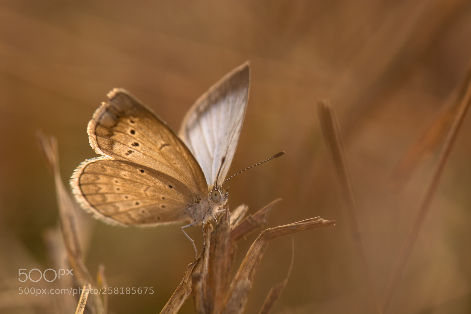 Nikon D5200 sample photo. Open your wings, you photography