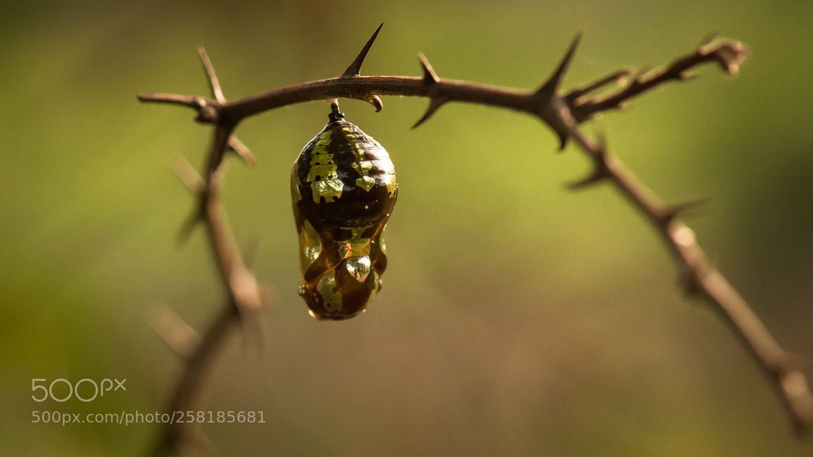 Nikon D5200 sample photo. Pupa of common crow photography
