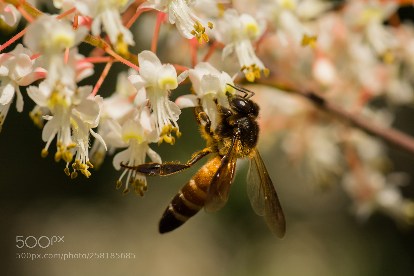 Nikon D5200 sample photo. Nectar stealing photography