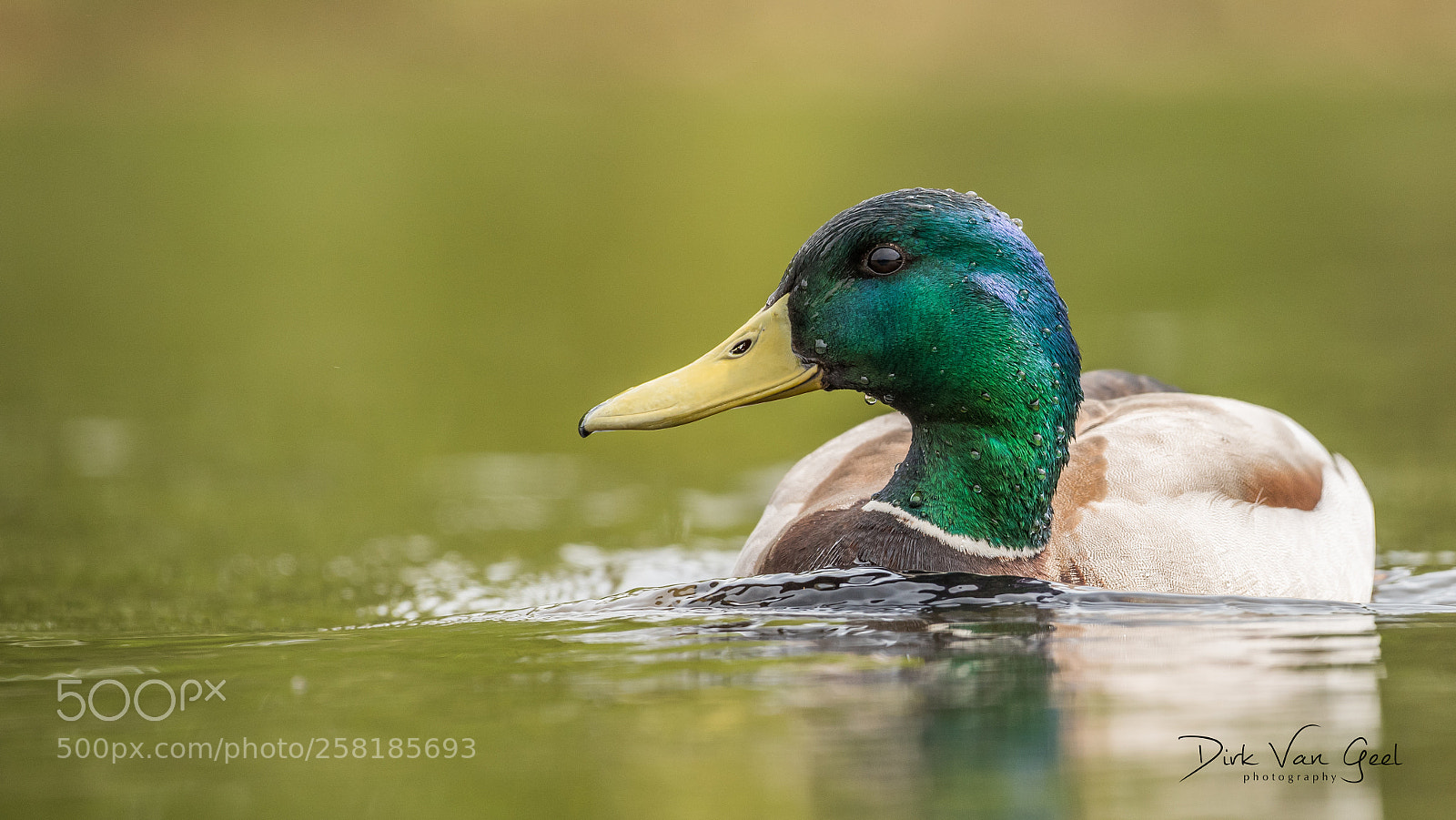 Nikon D750 sample photo. Duck series - 3 photography
