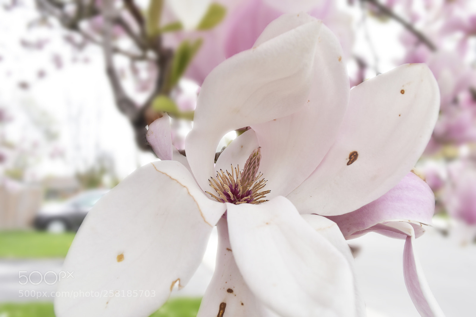 Nikon D3400 sample photo. Macro close up photography