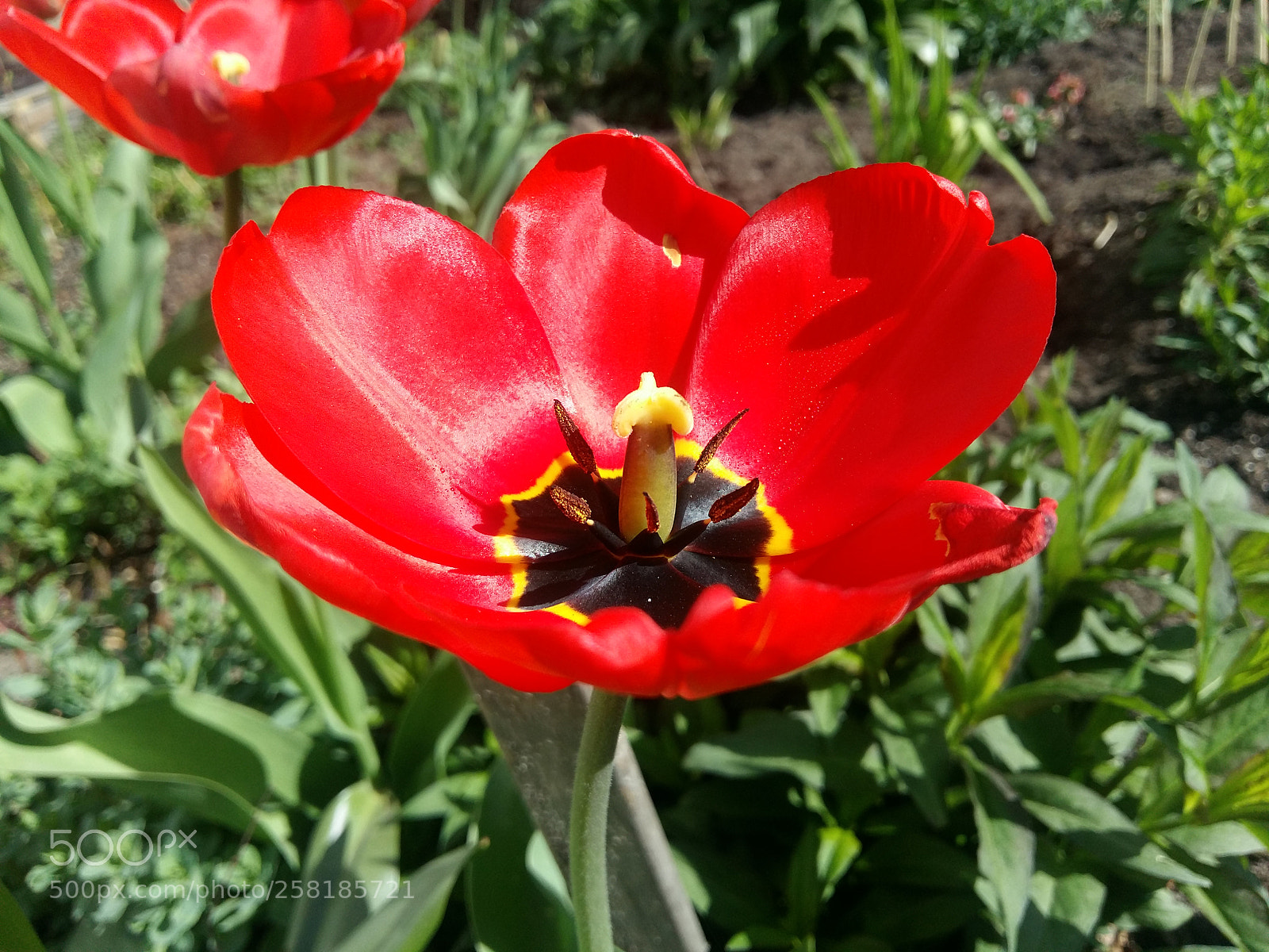 Samsung Galaxy A5 sample photo. Untitled photography
