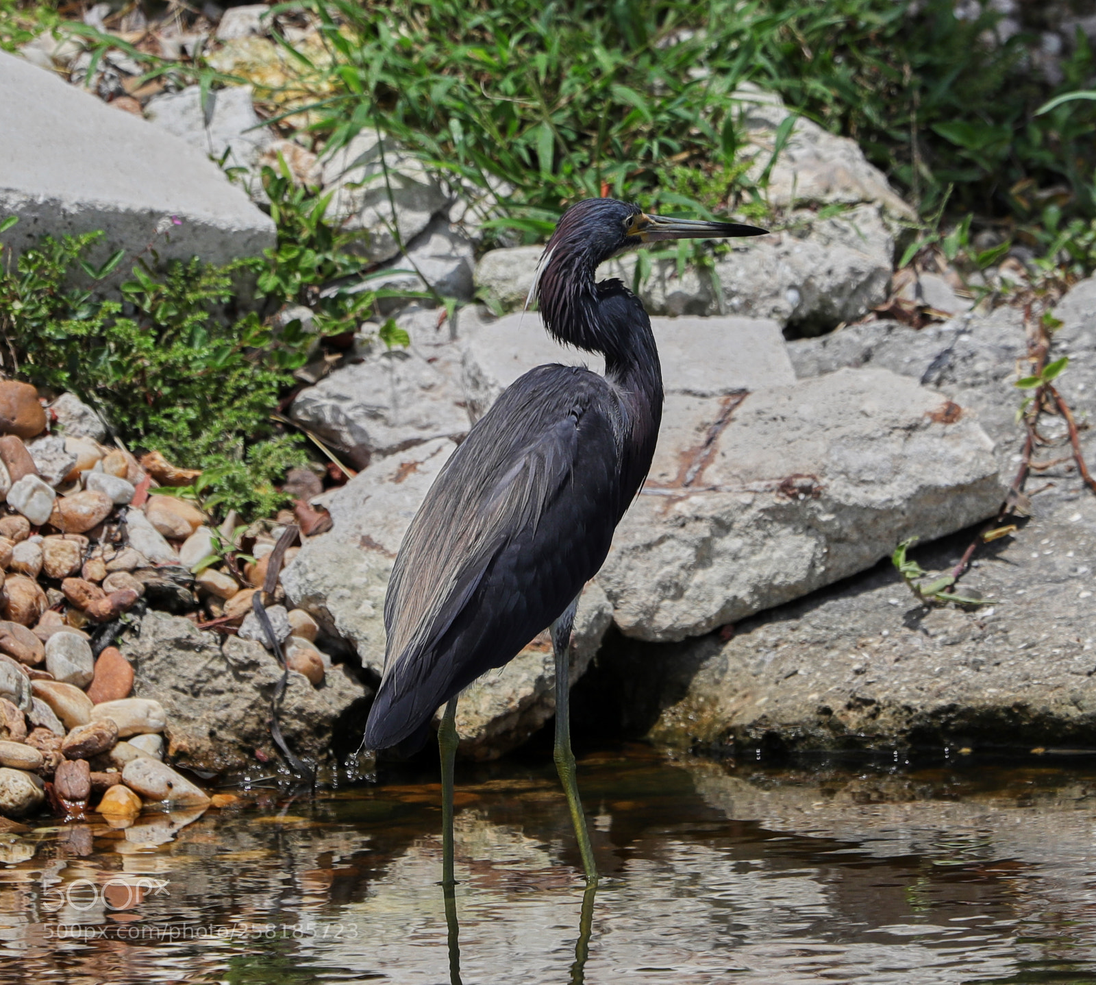 Canon EOS-1D X Mark II sample photo. 05-16-18-0017914.jpg photography