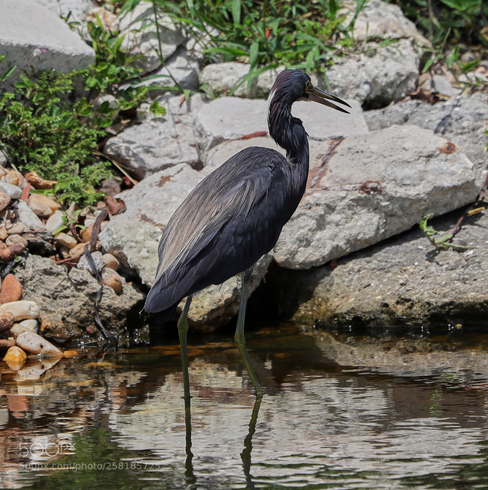Canon EOS-1D X Mark II sample photo. 05-16-18-0017913.jpg photography