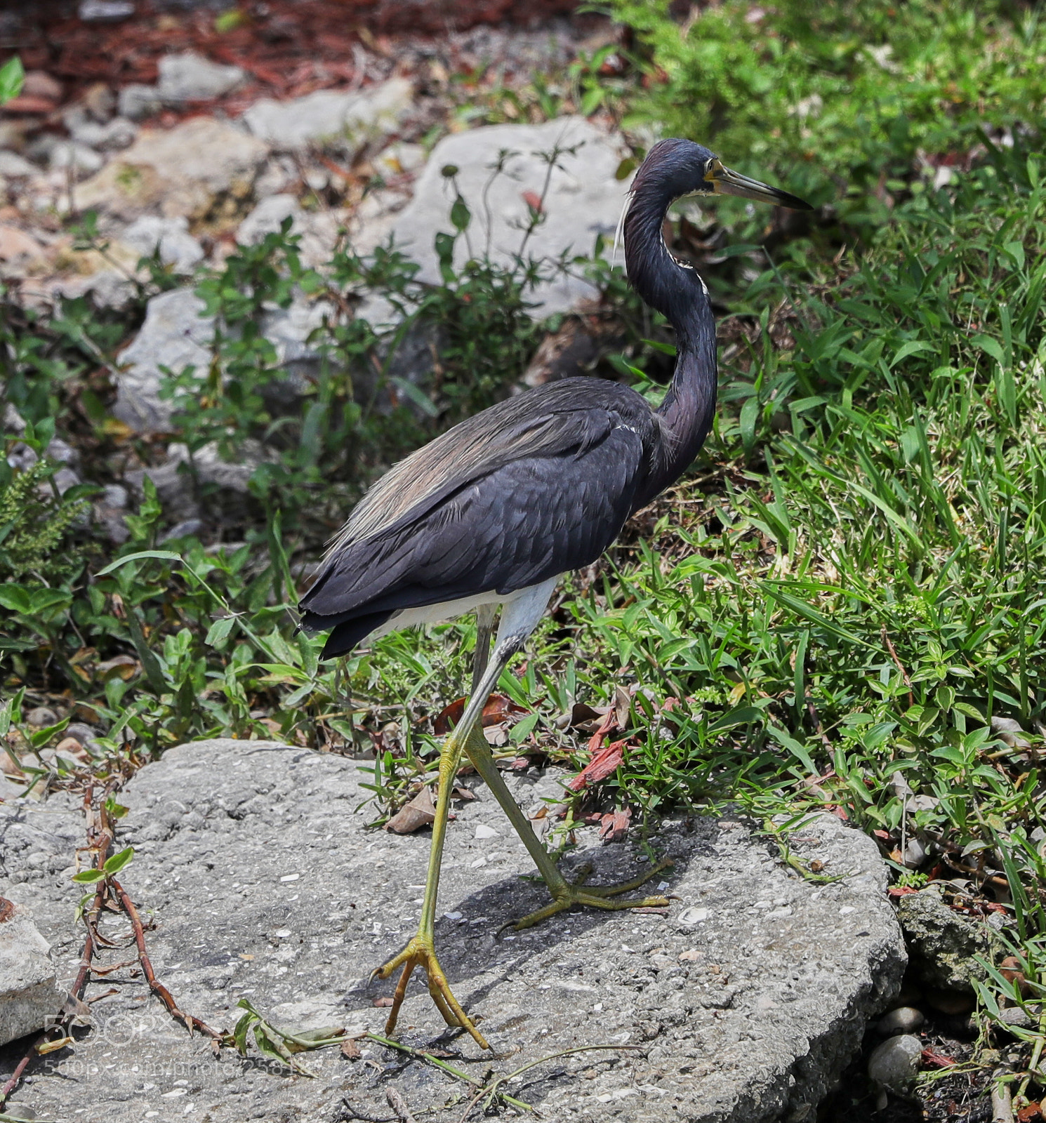 Canon EOS-1D X Mark II sample photo. 05-16-18-0017912.jpg photography