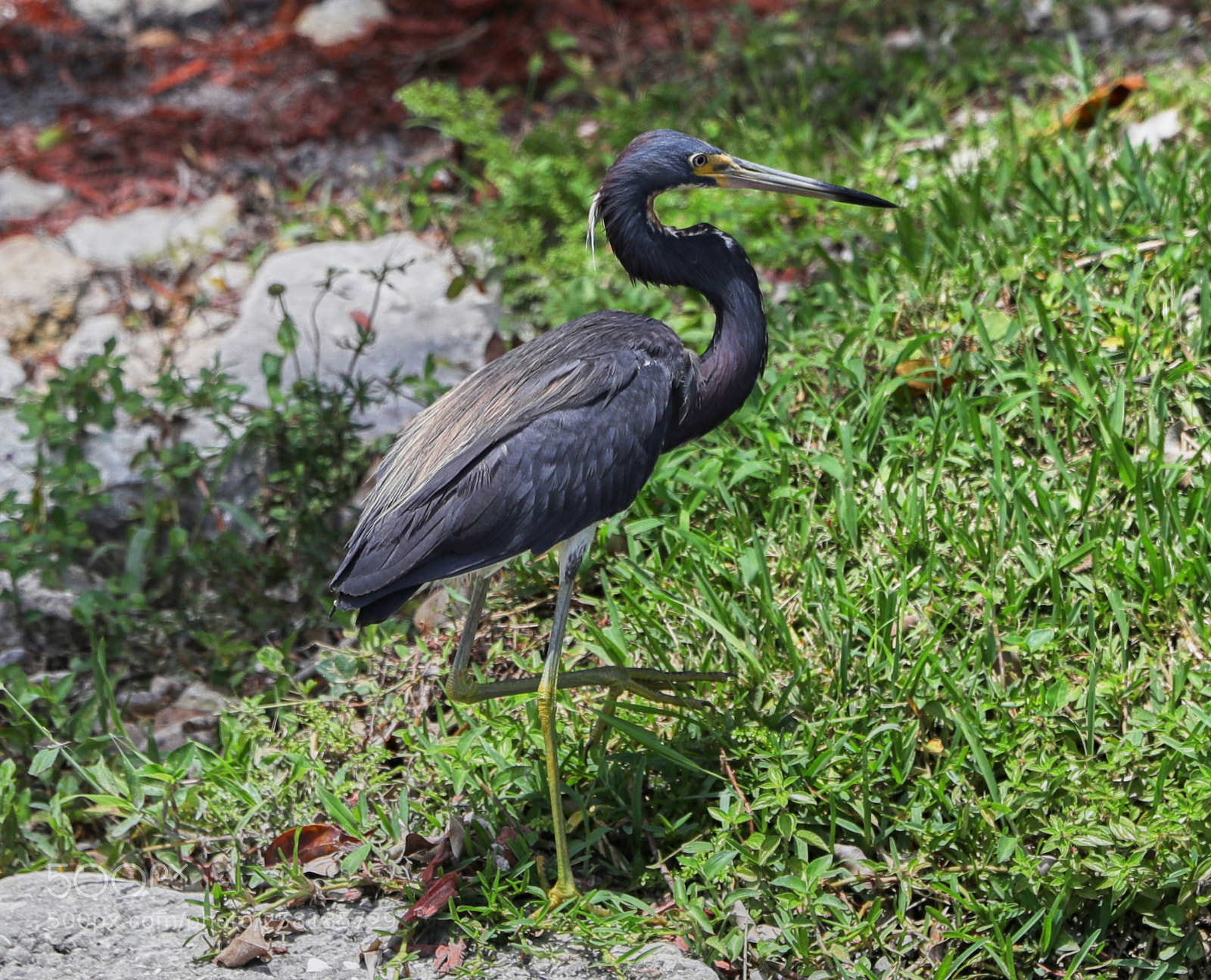 Canon EOS-1D X Mark II sample photo. 05-16-18-0017911.jpg photography