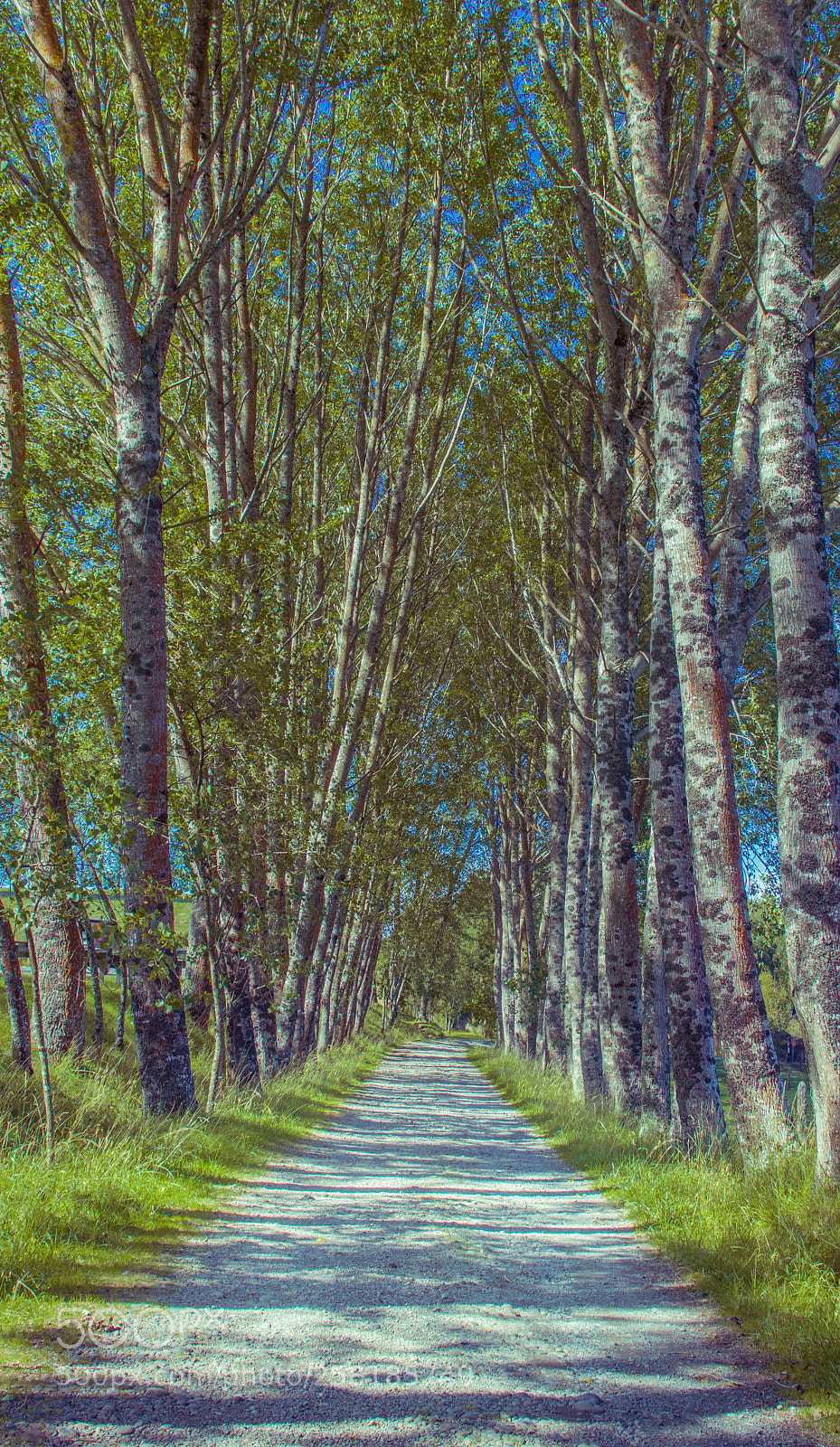 Canon EOS 77D (EOS 9000D / EOS 770D) sample photo. Camino de arboles photography
