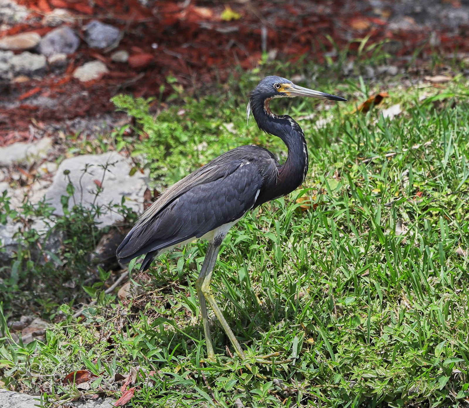 Canon EOS-1D X Mark II sample photo. 05-16-18-0017910.jpg photography