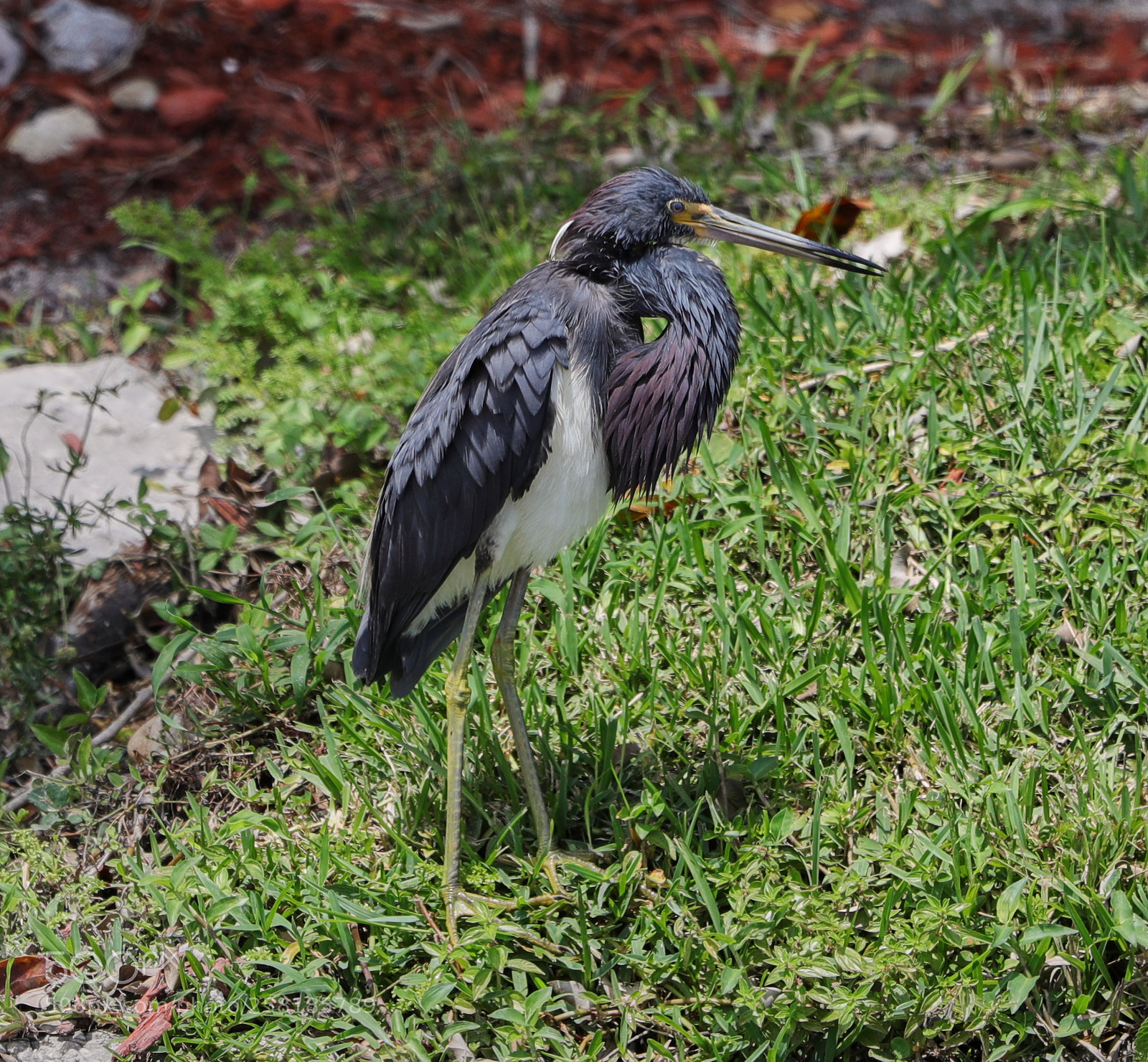 Canon EOS-1D X Mark II sample photo. 05-16-18-0017909.jpg photography