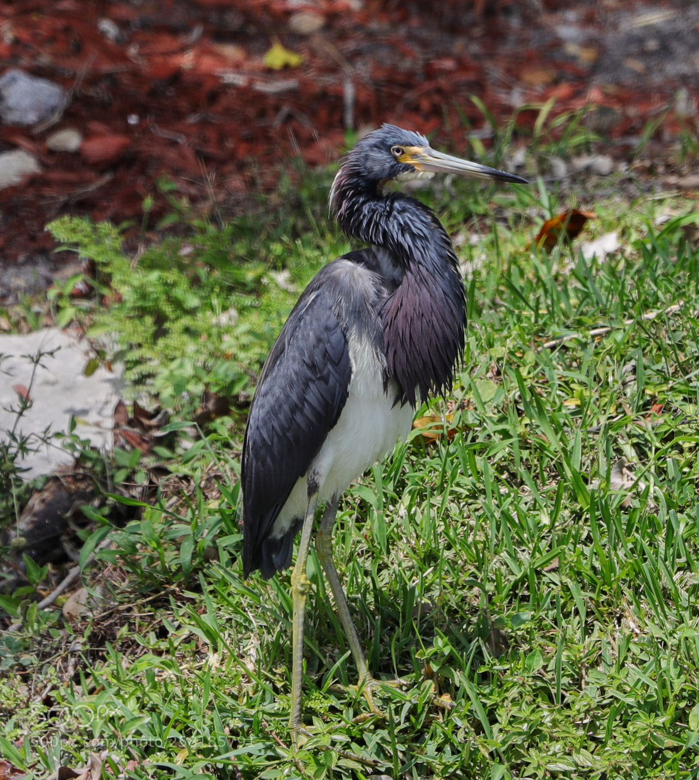 Canon EOS-1D X Mark II sample photo. 05-16-18-0017908.jpg photography