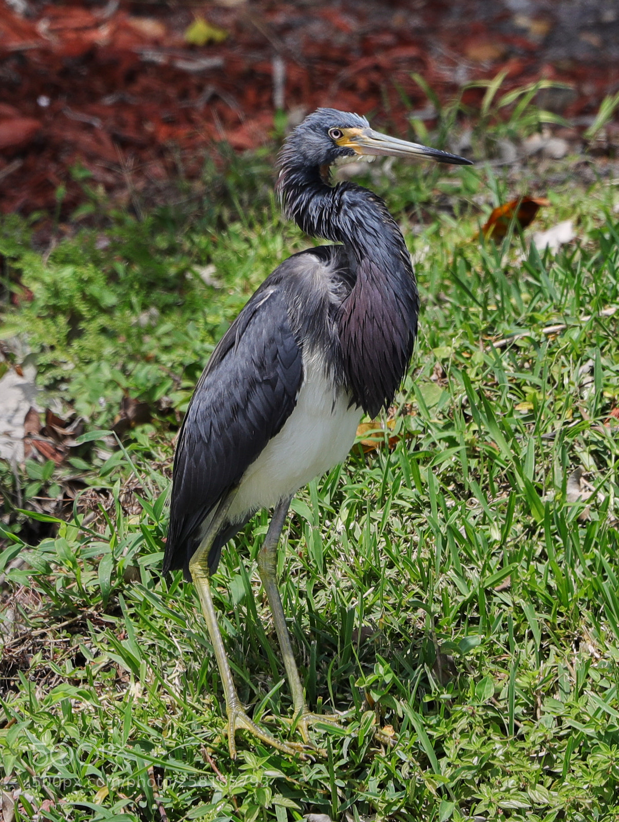 Canon EOS-1D X Mark II sample photo. 05-16-18-0017907.jpg photography