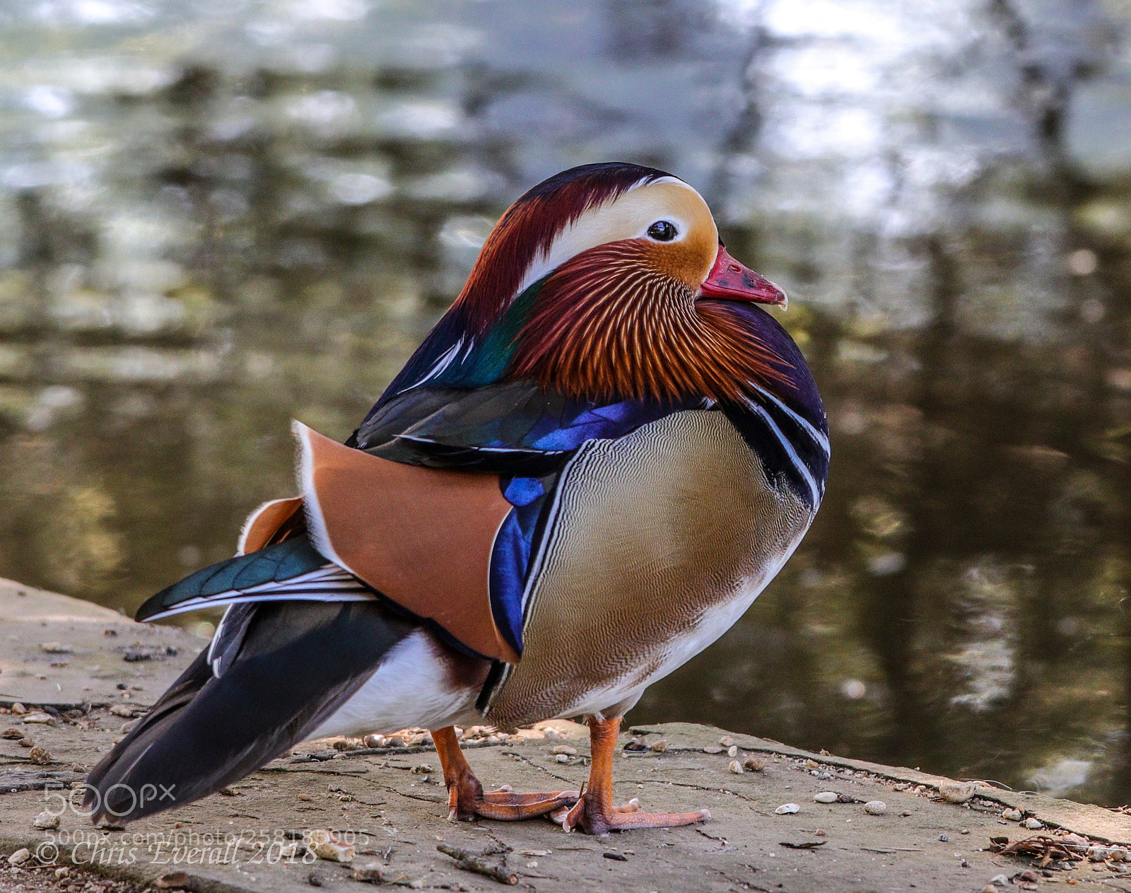 Canon EOS 77D (EOS 9000D / EOS 770D) sample photo. Mandarin duck, male. photography