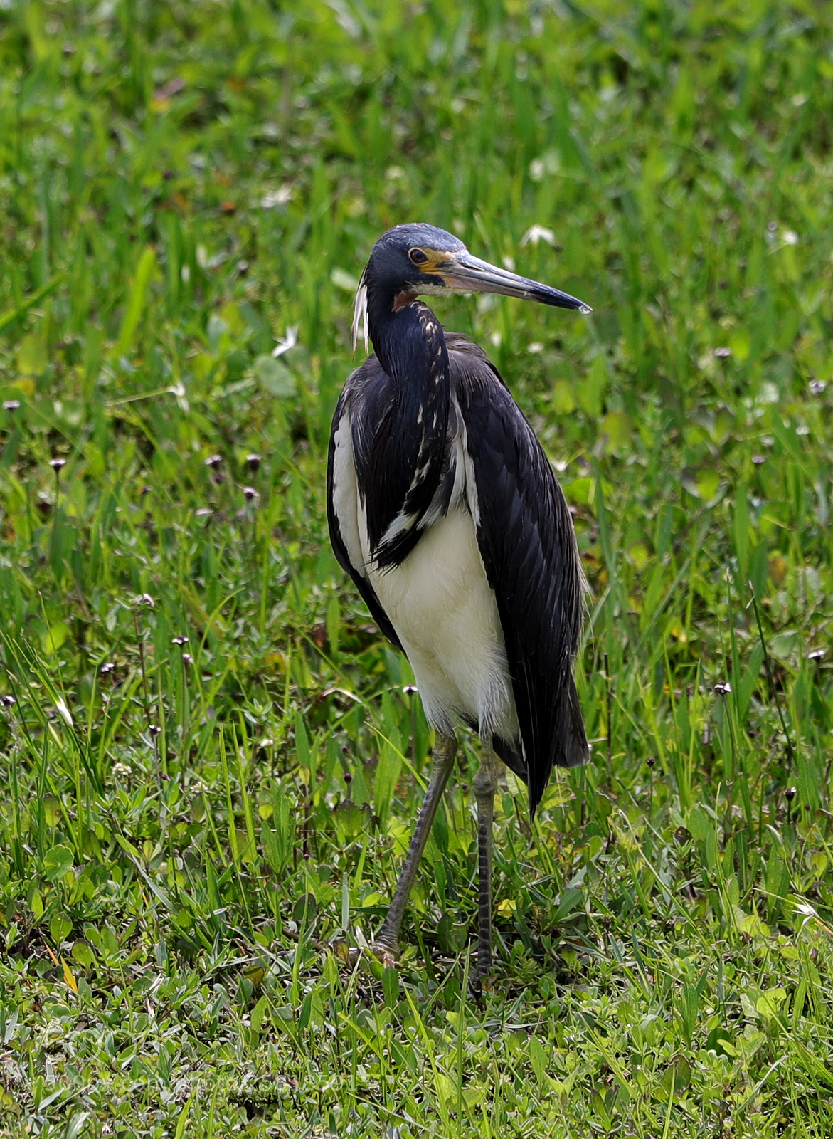 Canon EOS-1D X Mark II sample photo. 05-16-18-0017904.jpg photography