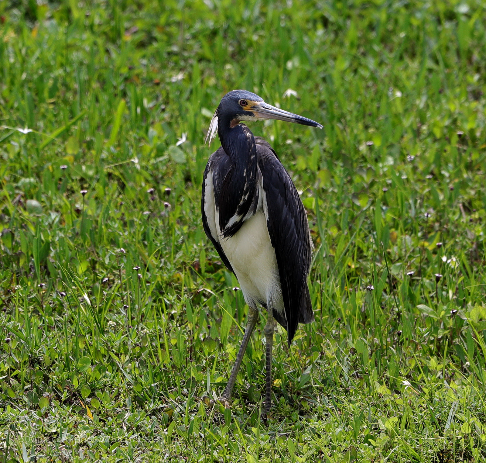Canon EOS-1D X Mark II sample photo. 05-16-18-0017902.jpg photography