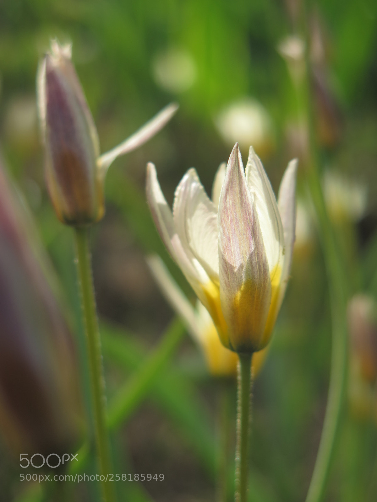 Canon PowerShot G16 sample photo. Turkestan tulip photography