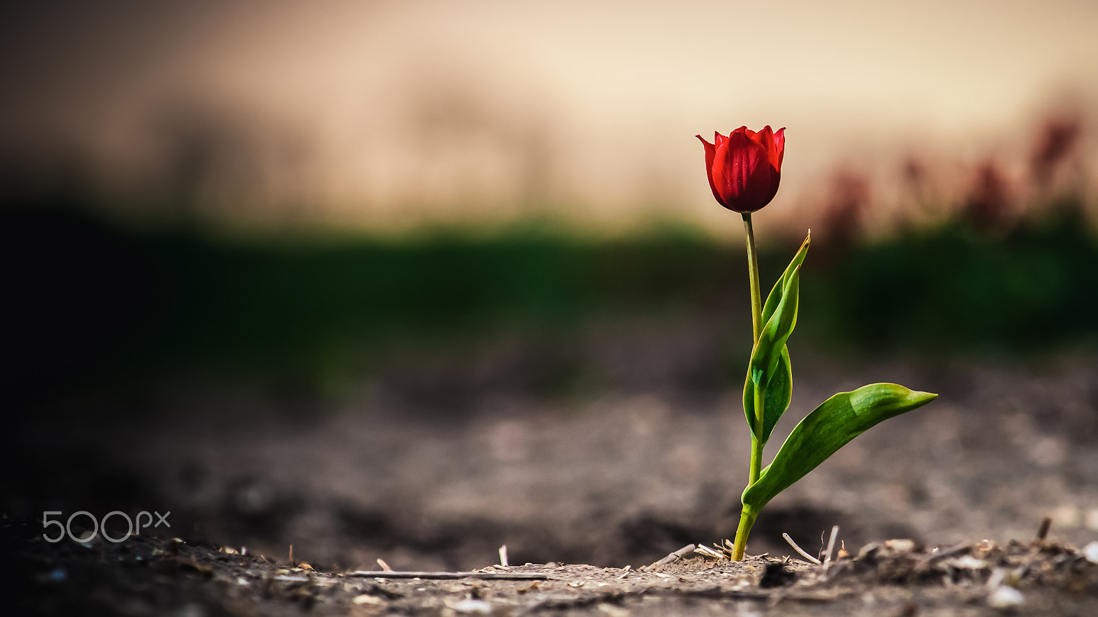 Sony Alpha DSLR-A900 sample photo. Tulip in the dutch landscape photography